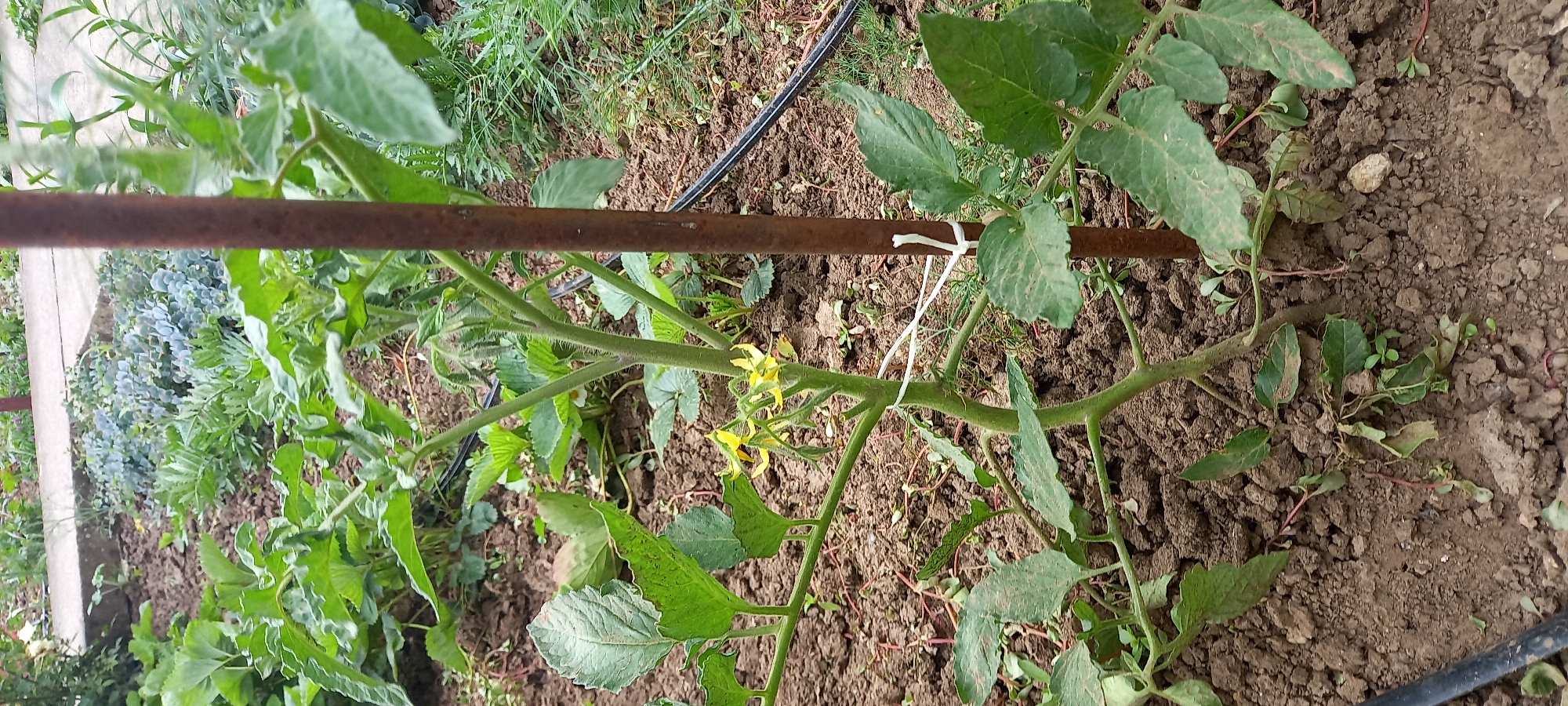 Morning garden scenes captured in Iskra, Bulgaria