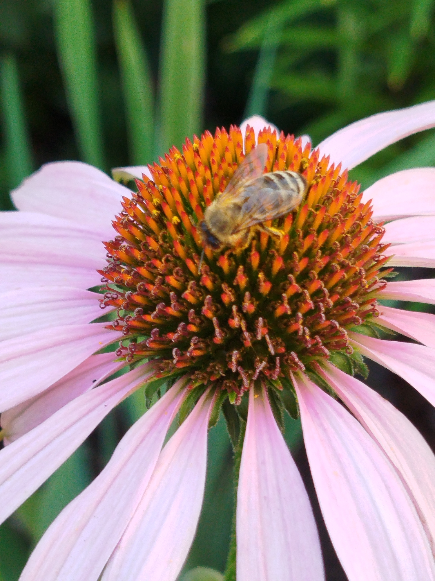 Bee and butterfly on pink coneflowers in Kemerovo