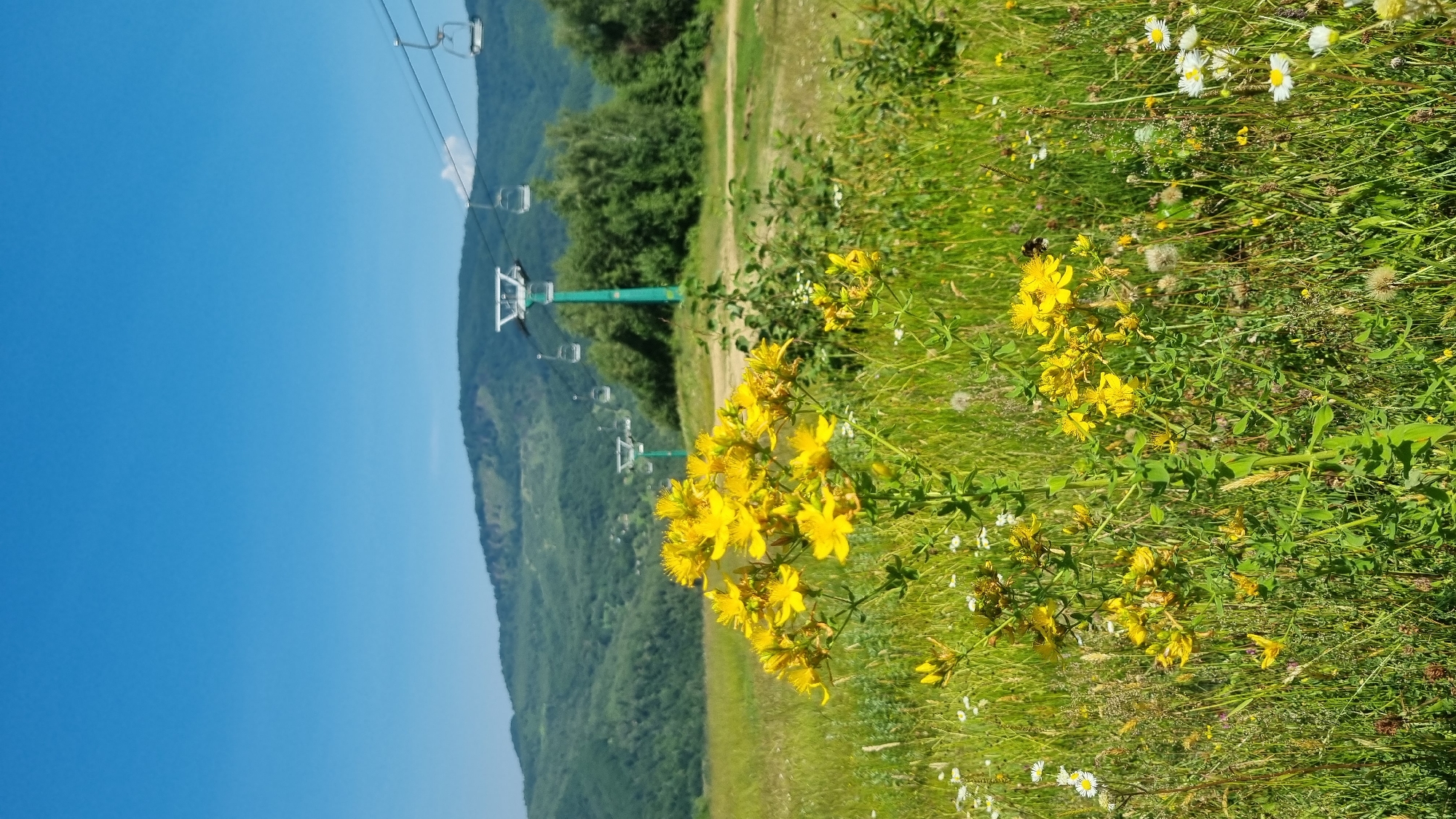 Vyshka resort in full summer bloom, lifts and wildflowers
