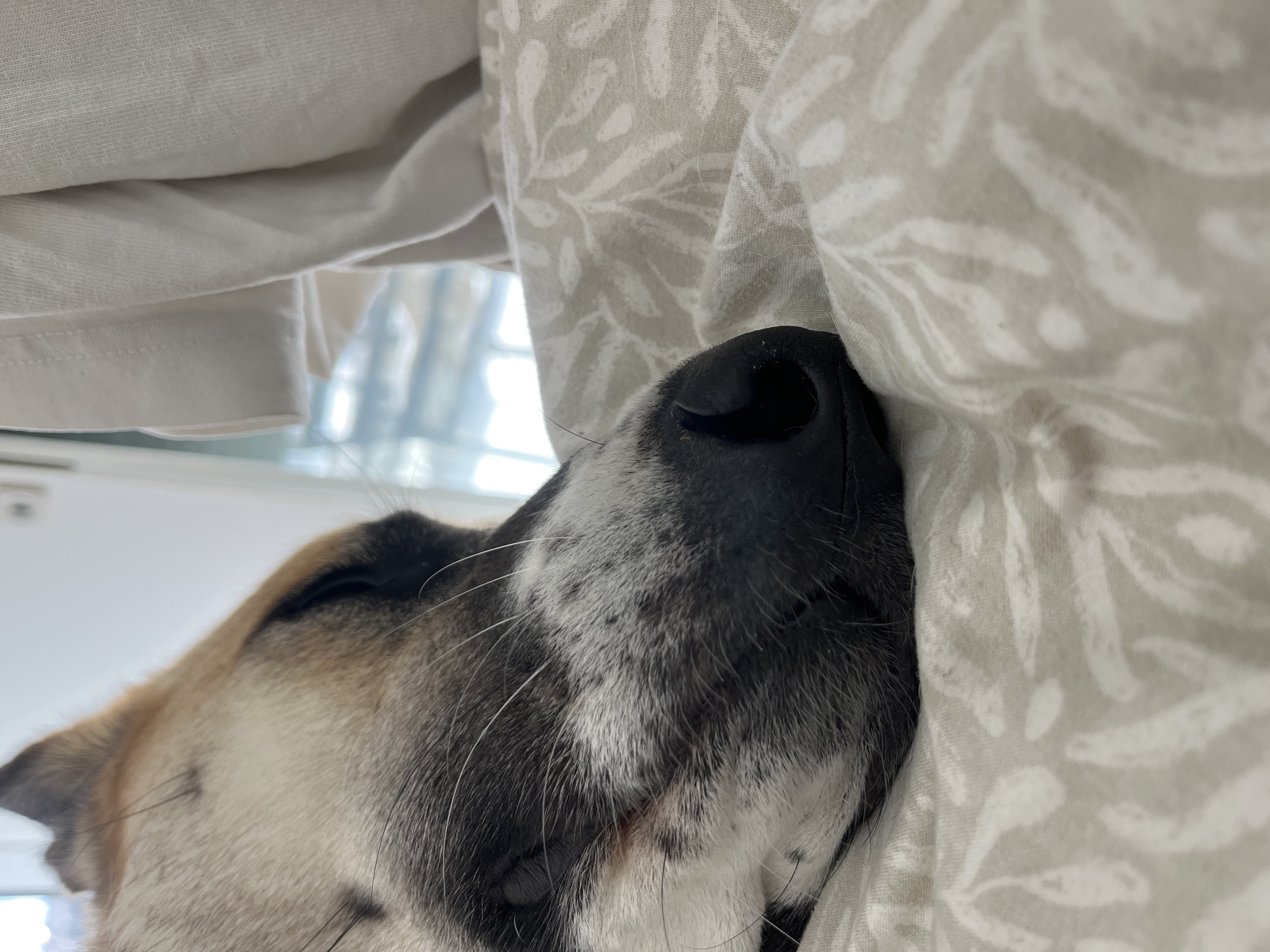 Dog sleeps peacefully under patterned bedding in Tel Aviv