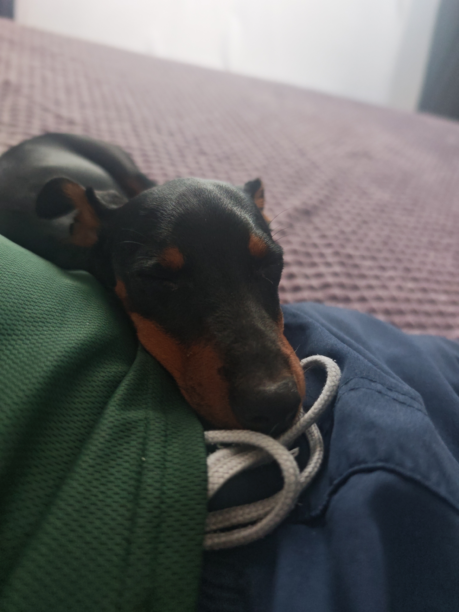 Lazy morning at home with a houseful of dogs