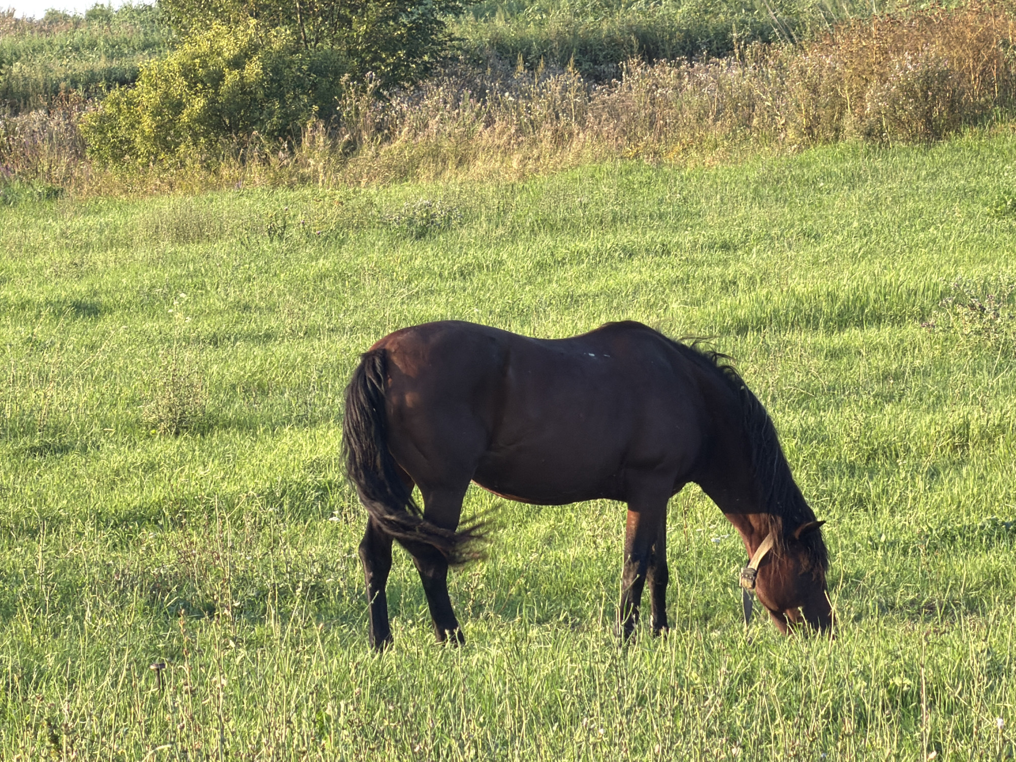 Horses and historic estate grounds in rural Скорняково