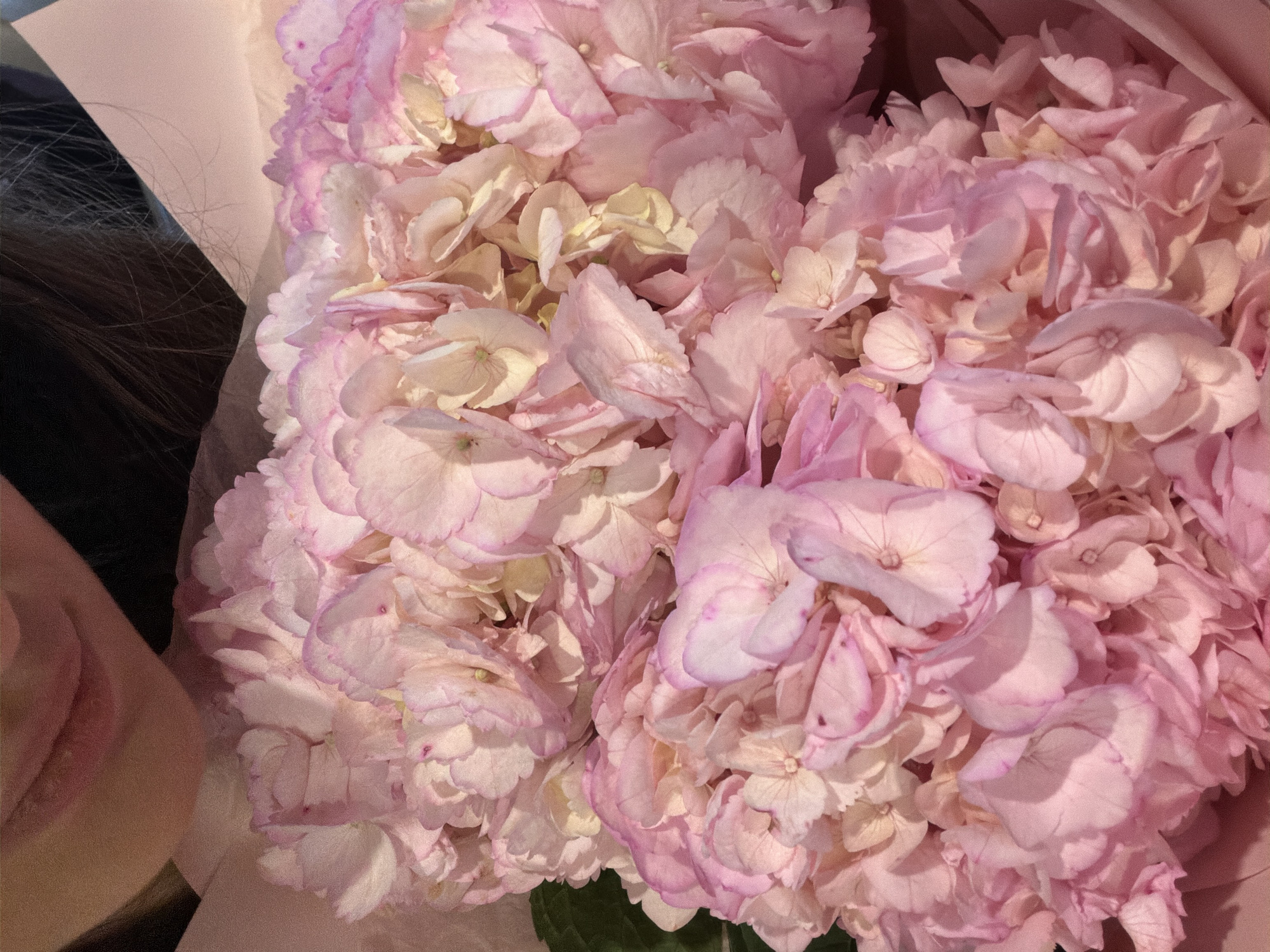 Up close with a pink hydrangea bouquet