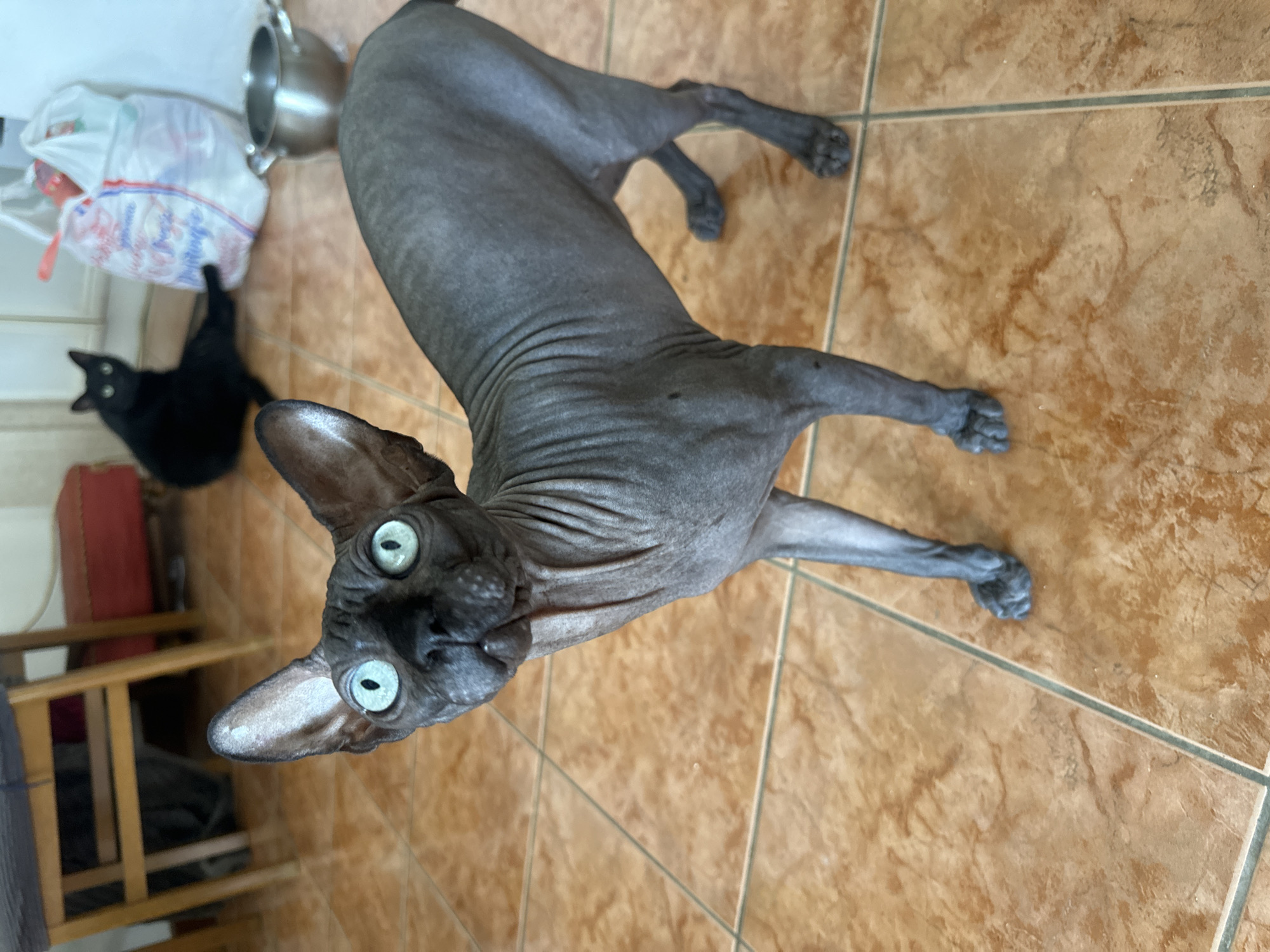 Lazy summer morning in Budva — cats, walkways, and park life