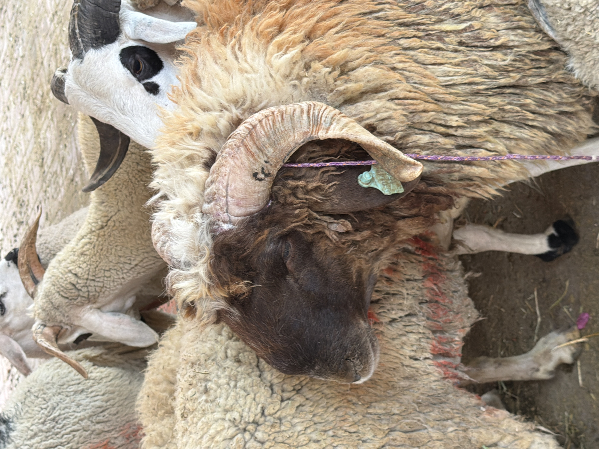 Sheep carcasses observed at Marrakesh meat market