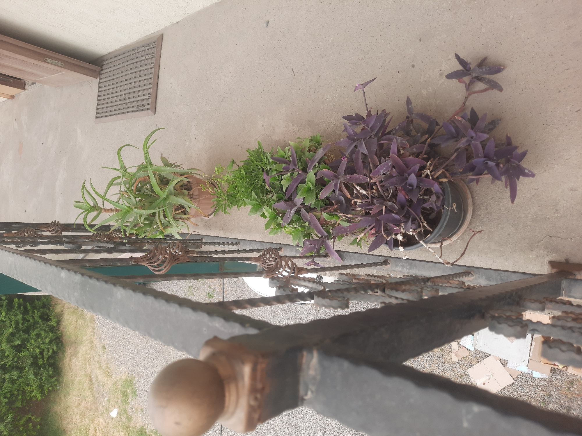 Balcony plants and a parked Jura taxi on a gravel road