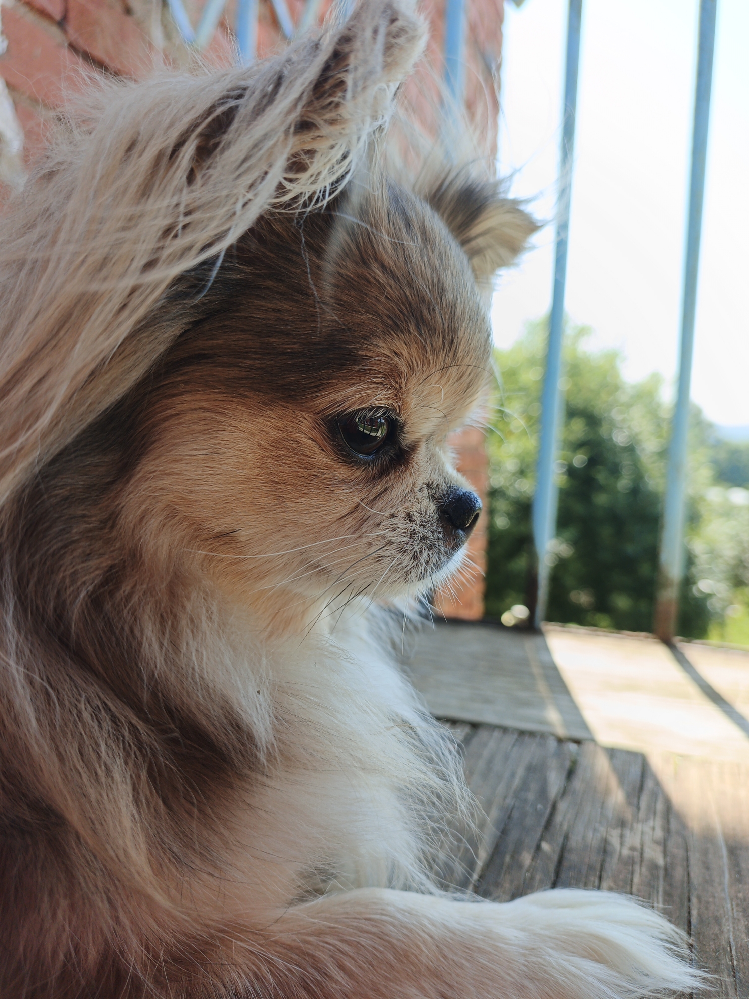 Chihuahua on a balcony, rural Russia, local beer bar nearby
