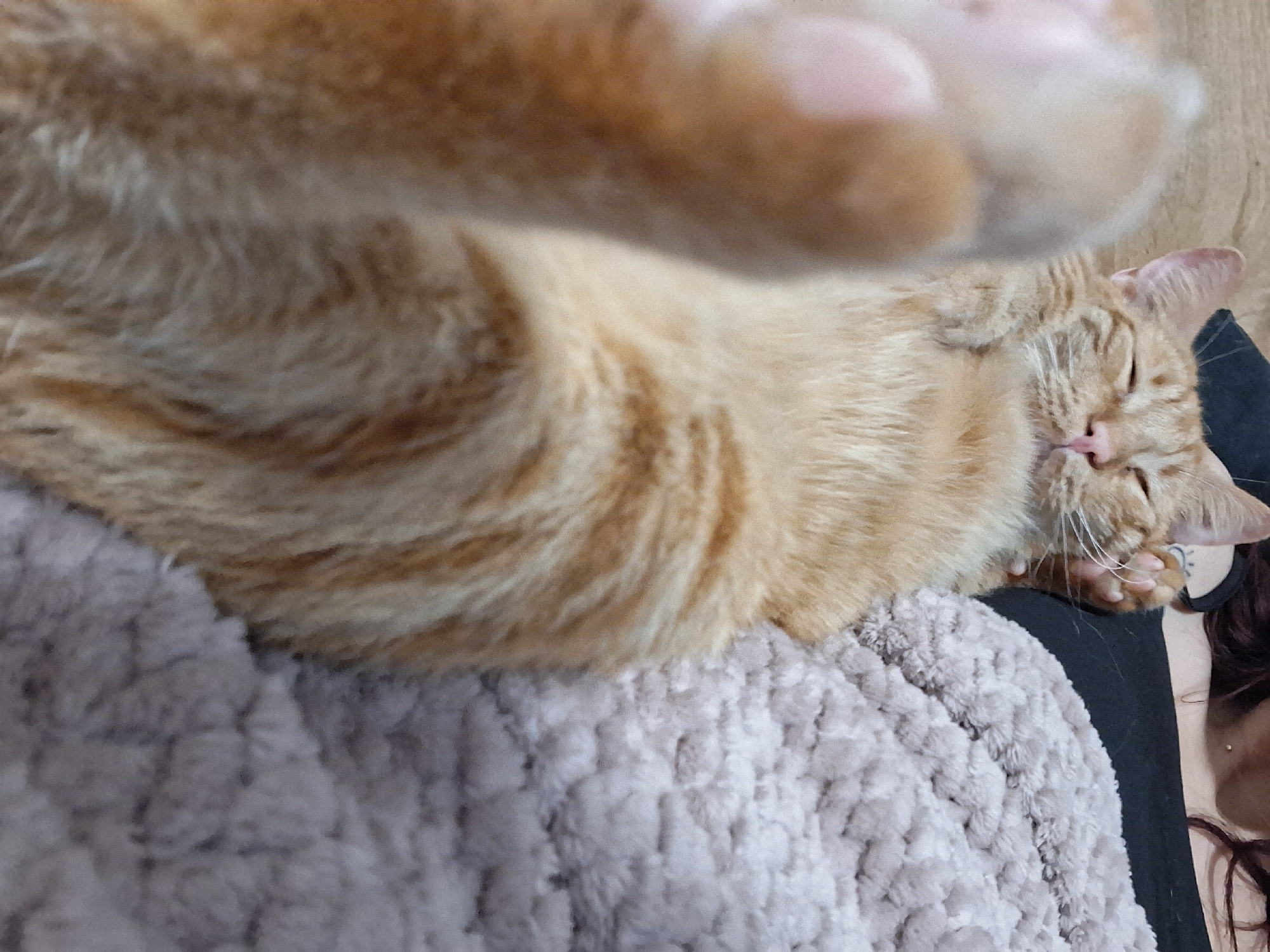 Sleeping pets captured in peaceful home moments in Varna