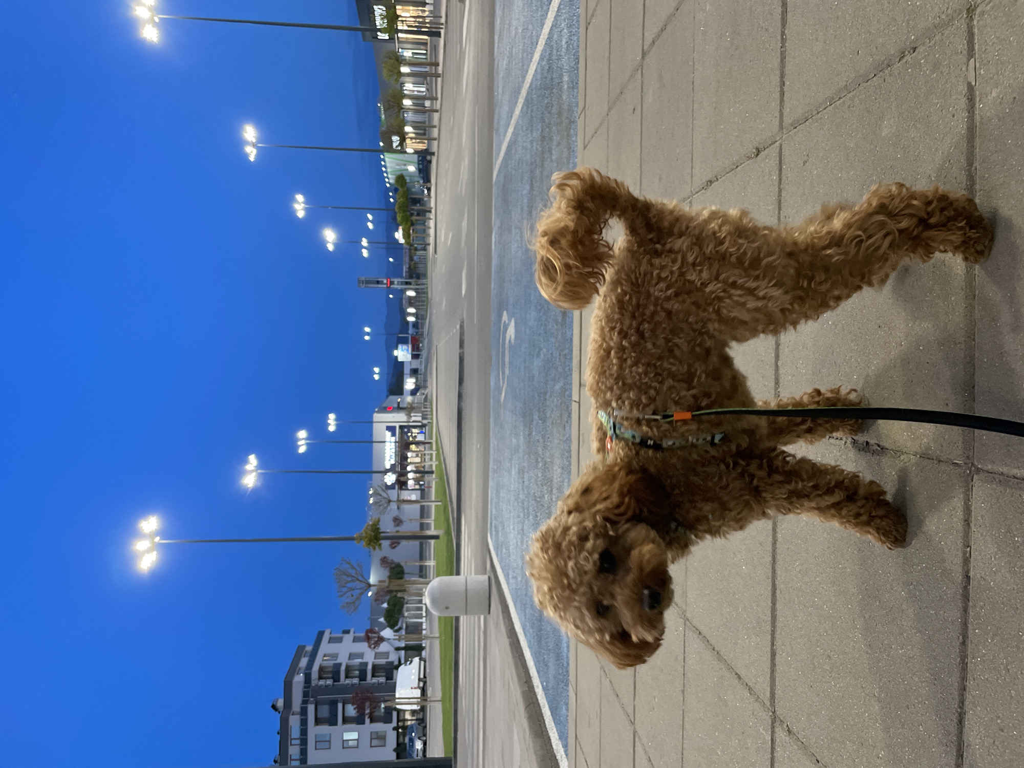 Brown poodle spotted on walkway in Pazardzhik, Bulgaria