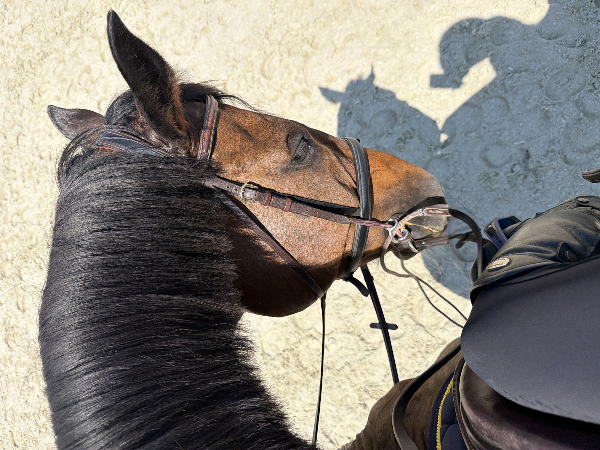 Morning equestrian training session documented in Tsaratsovo, Bulgaria