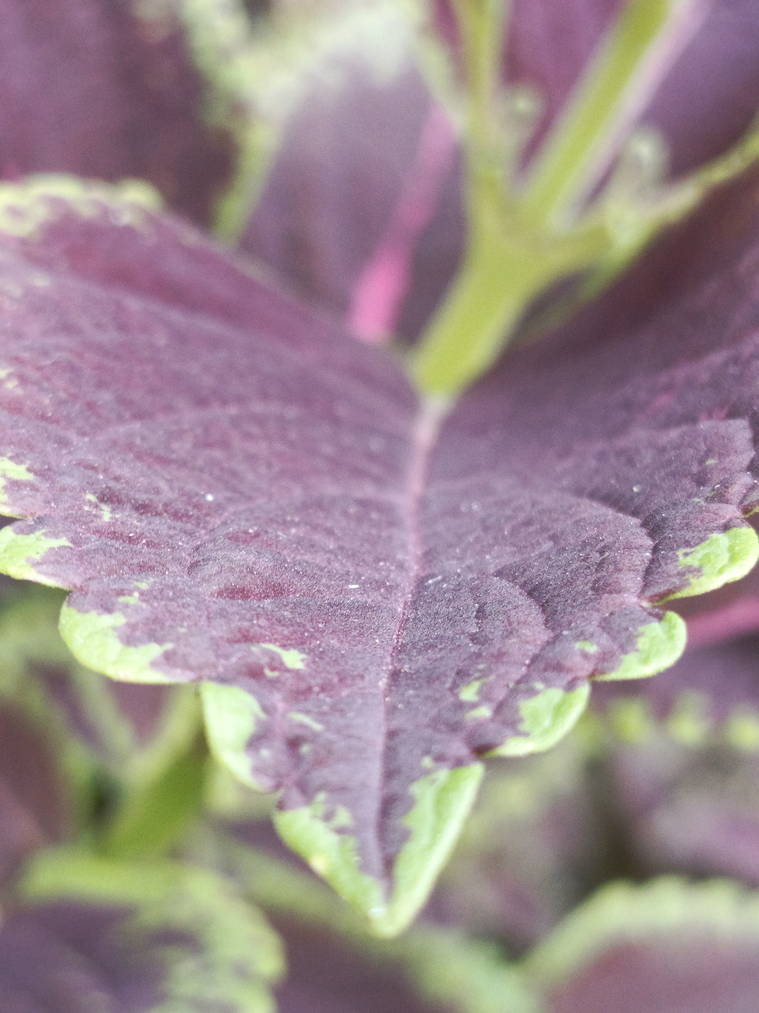 Garden photography session captures blooming plants in Tinaco, Venezuela