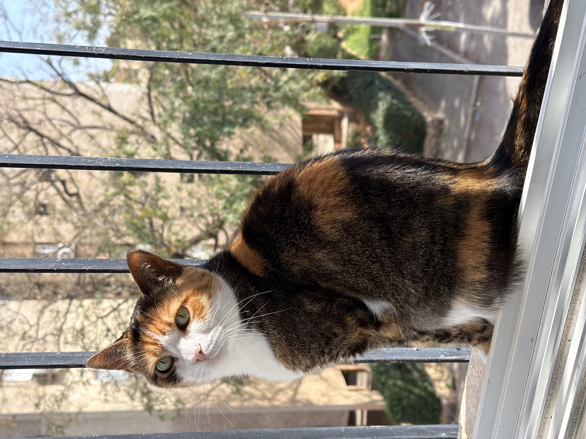 Calico Cat Spotted on Tel Aviv Balcony Railing