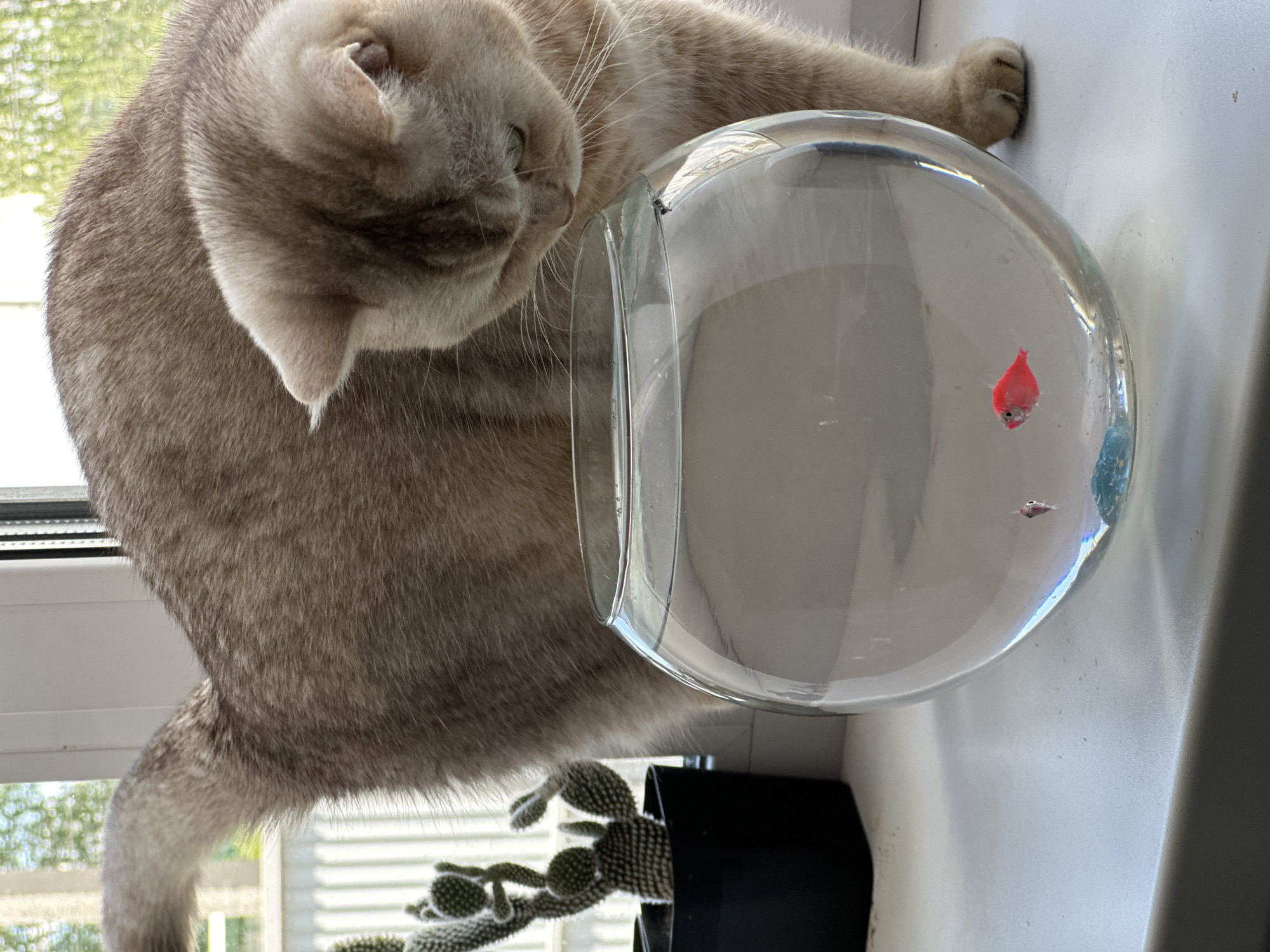 Cat watches pink fish in bowl on windowsill