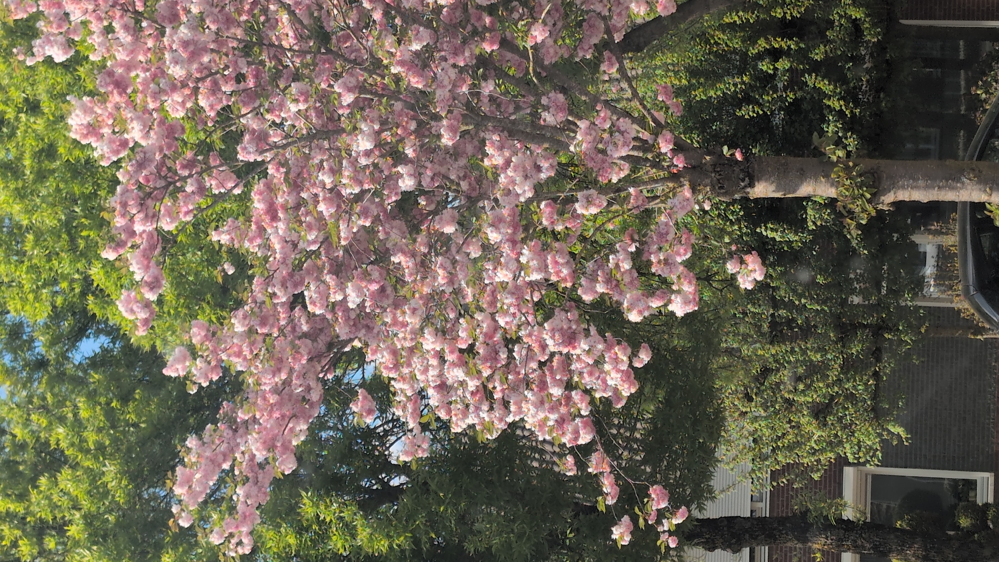 Cherry blossom tree blooms in Venray, Netherlands