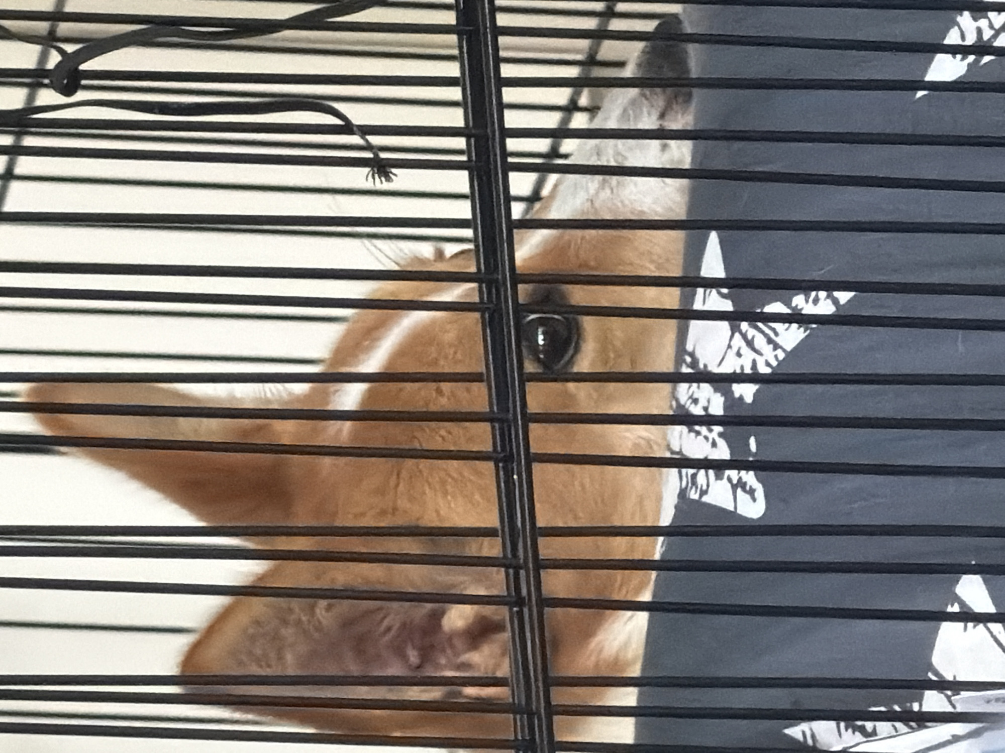 Dogs photographed in cages and shelters across Jordan