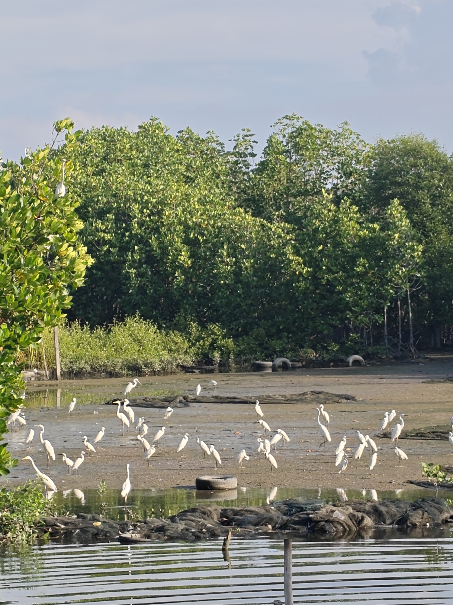 White egrets spotted foraging in Lhokseumawe marshlands