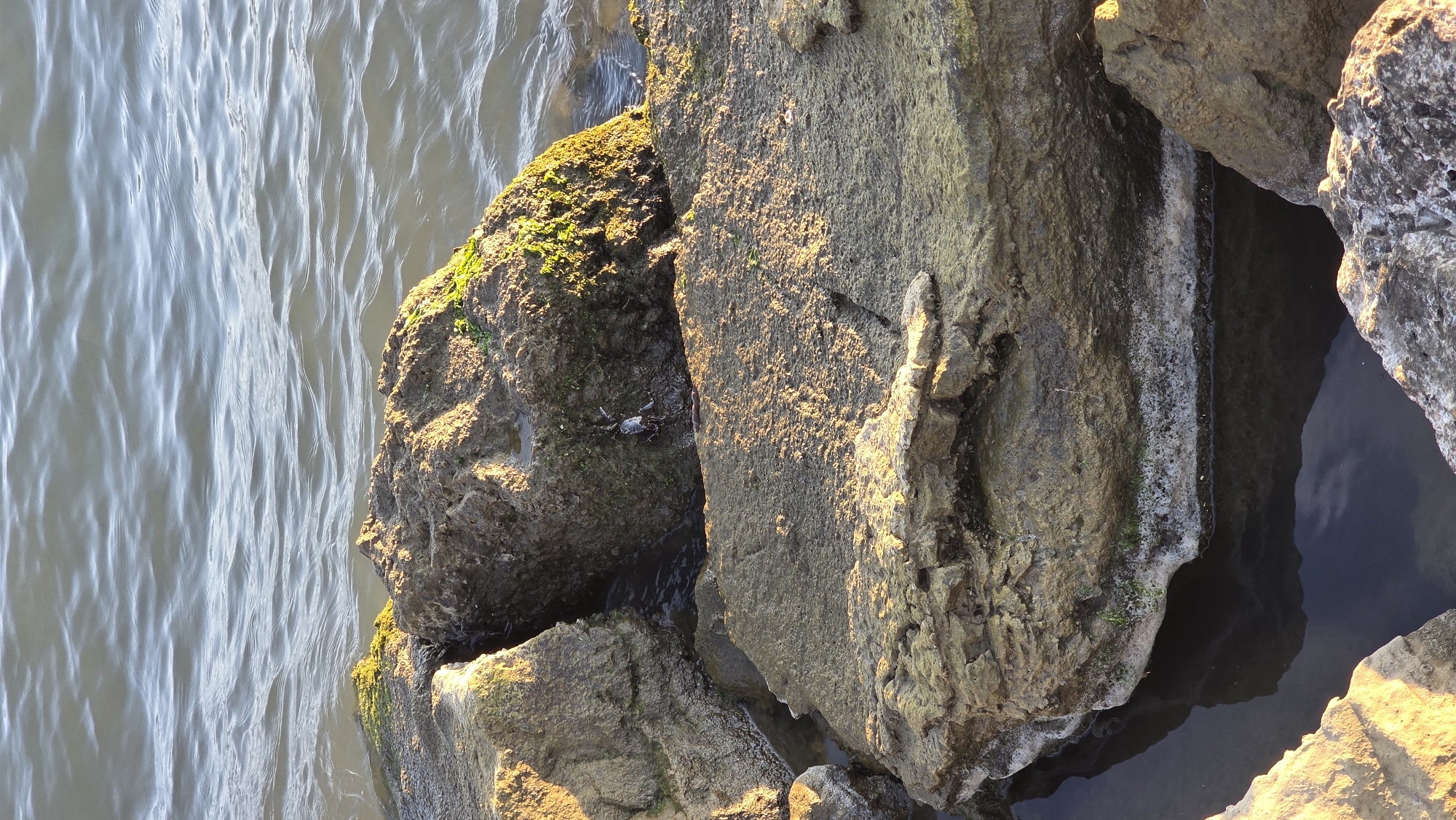 Rocky coastline with moss documented in Fethiye harbor area