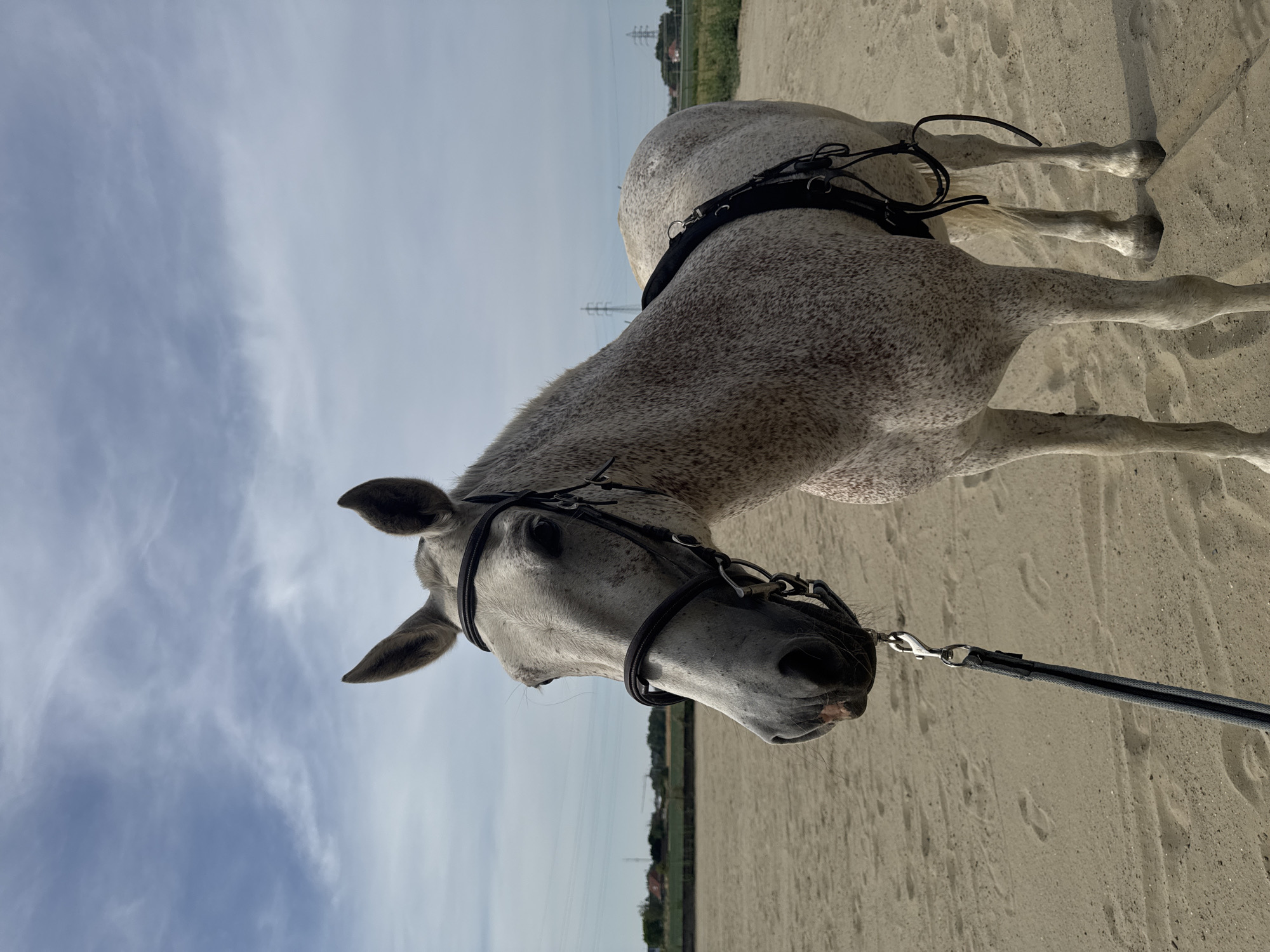 Dappled grey horse tacked up in Belgian outdoor arena