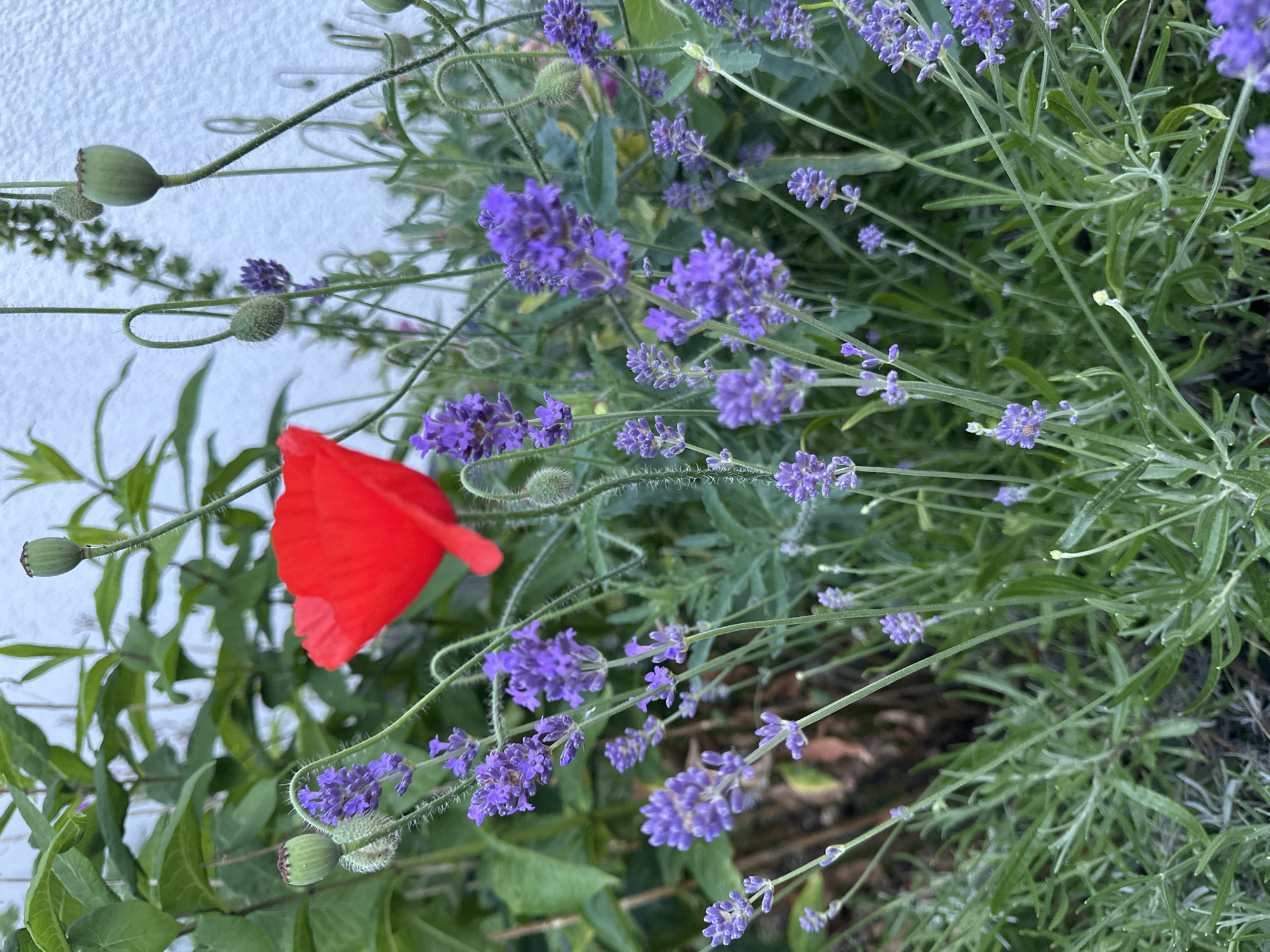 Evening garden walk documented through residential Krefeld neighborhoods