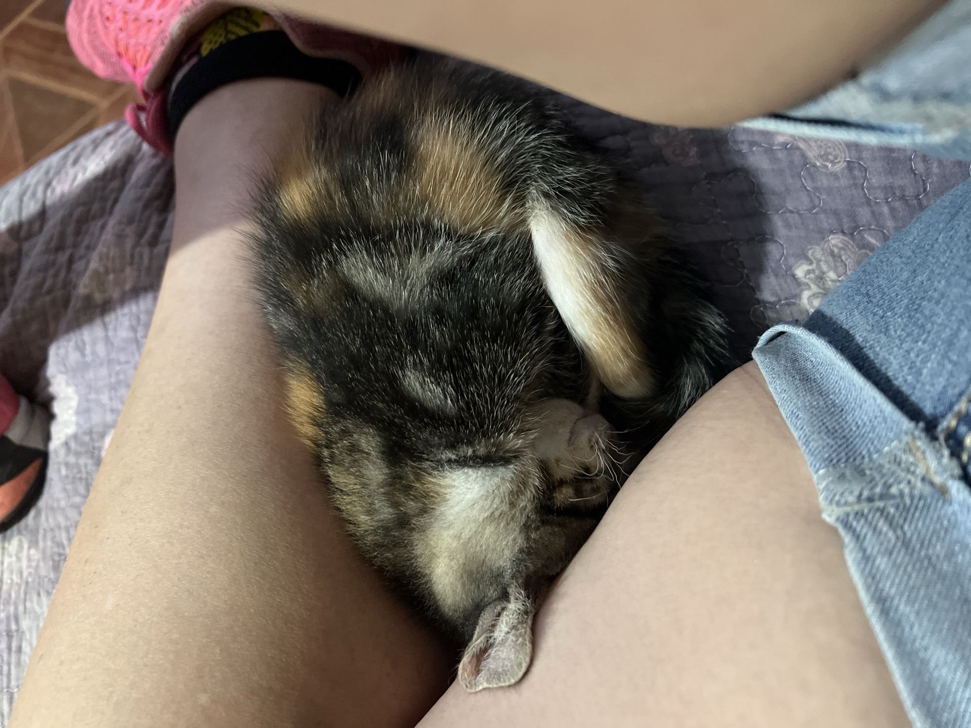 Tricolor kitten sleeps peacefully while being cradled in Arica