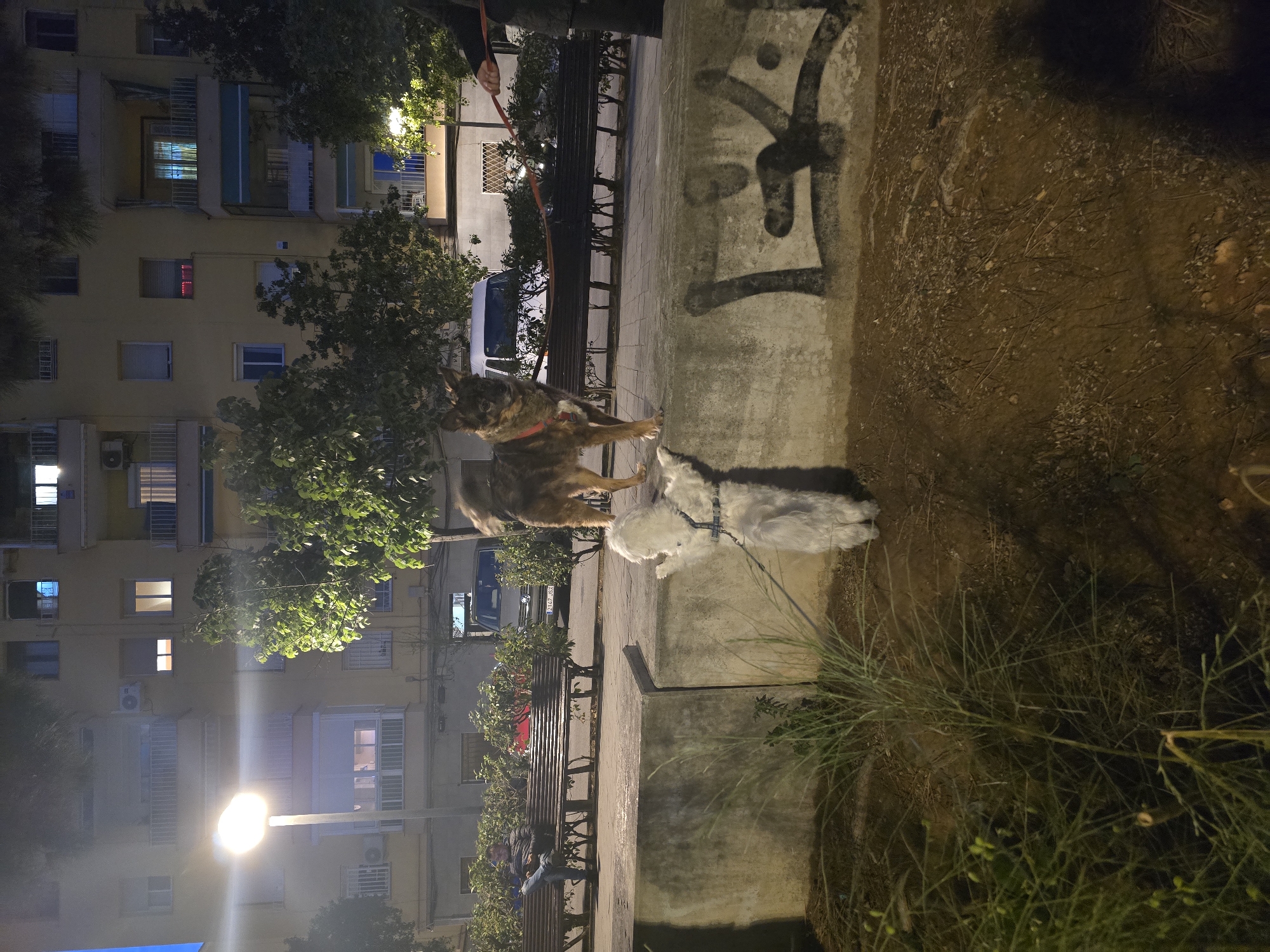 Two leashed dogs spotted in Cornellà de Llobregat evening