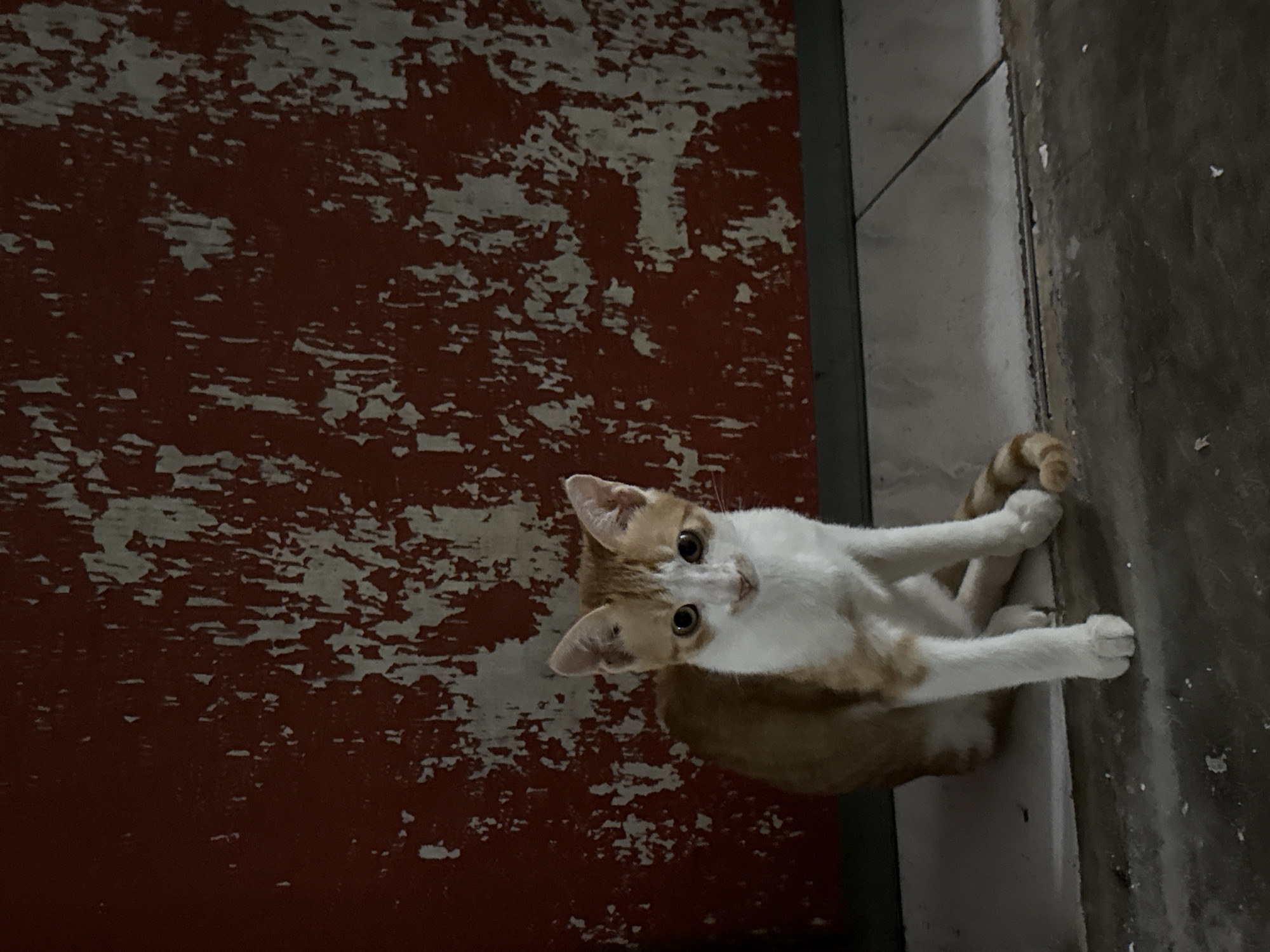 Ginger tabby cat chilling around a Nanshan District wall