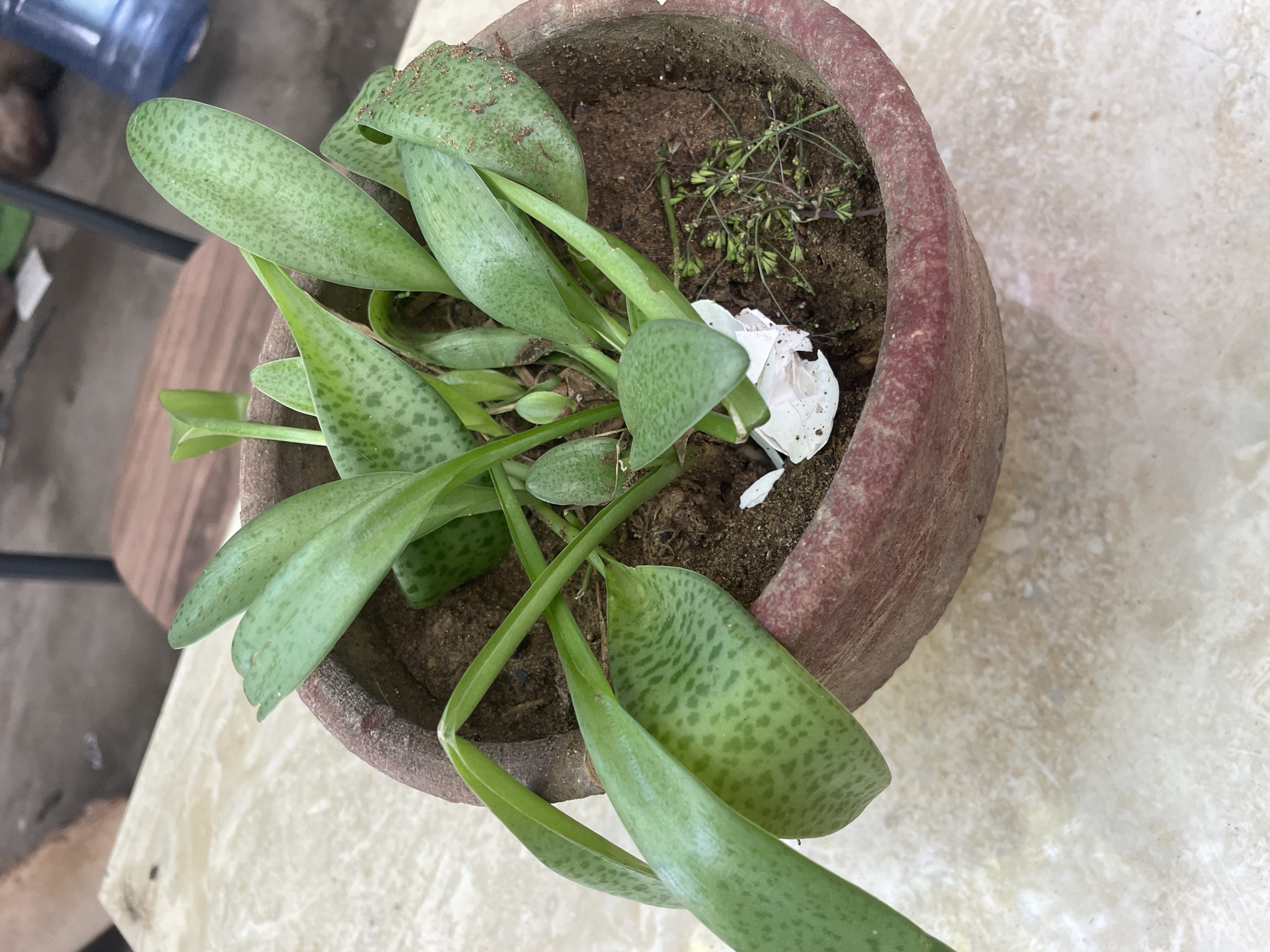 Morning routine: selfies, homemade food, houseplants in Davao City