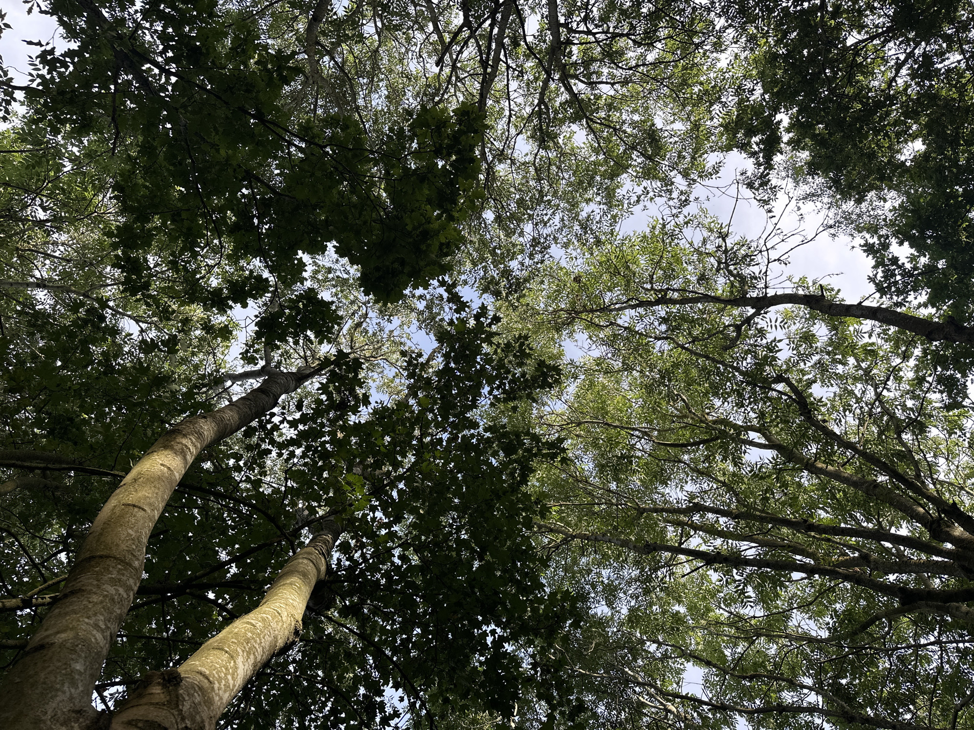 Afternoon wander through a leafy southwest London woodland