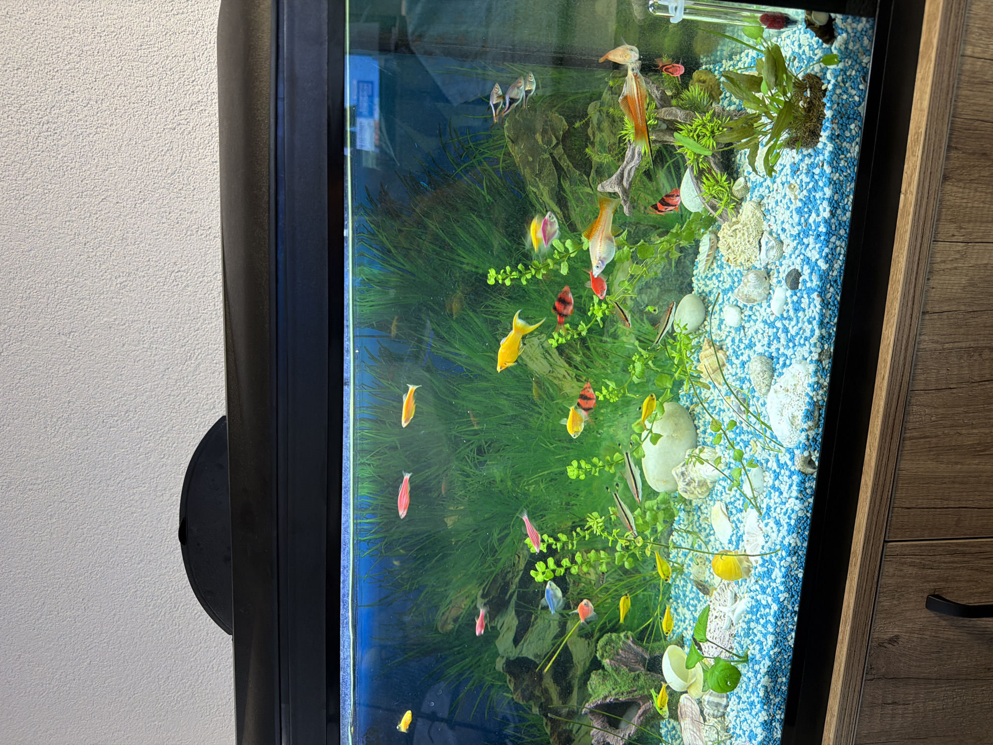 Well-maintained home aquarium documented in Rosen, Bulgaria
