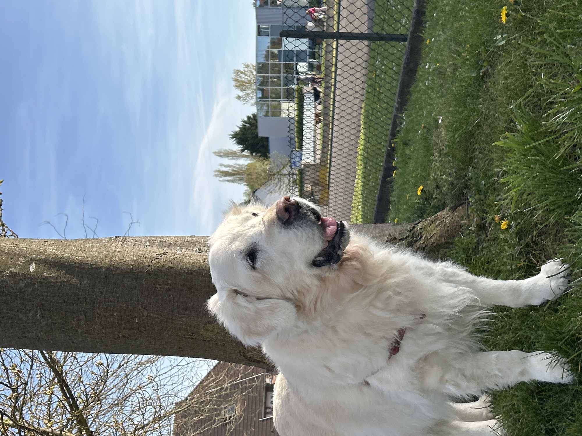 Dogs spotted enjoying afternoon outdoors in Truchtersheim, France