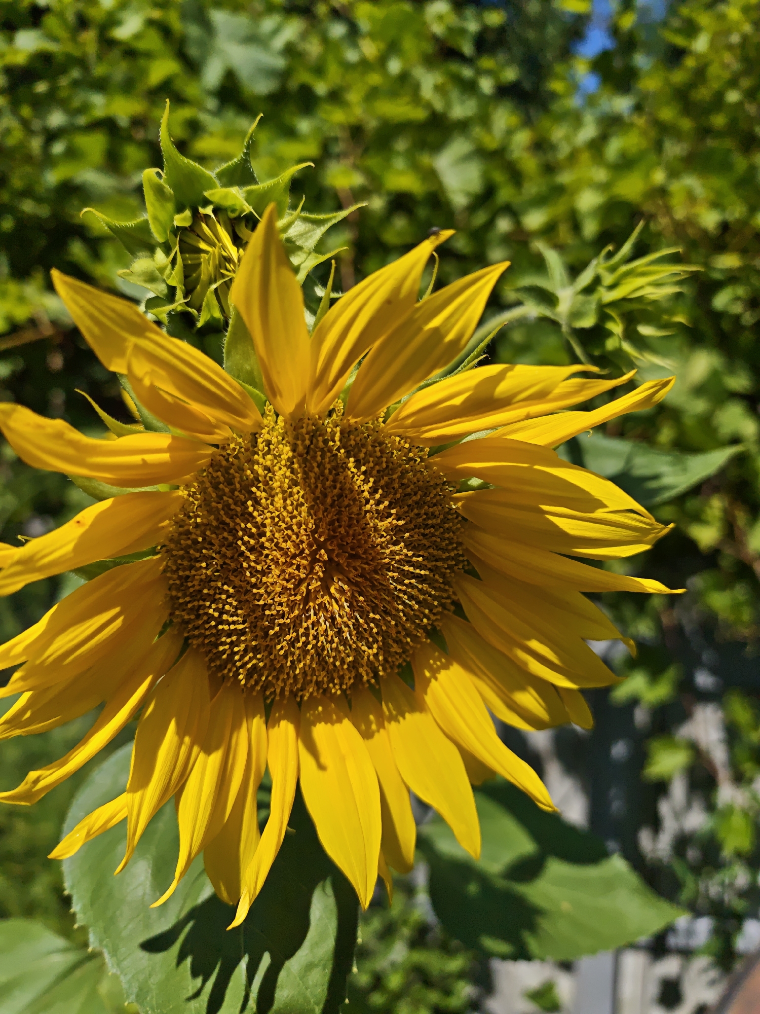 Summer garden flowers in full bloom, Parkhomivka, Ukraine