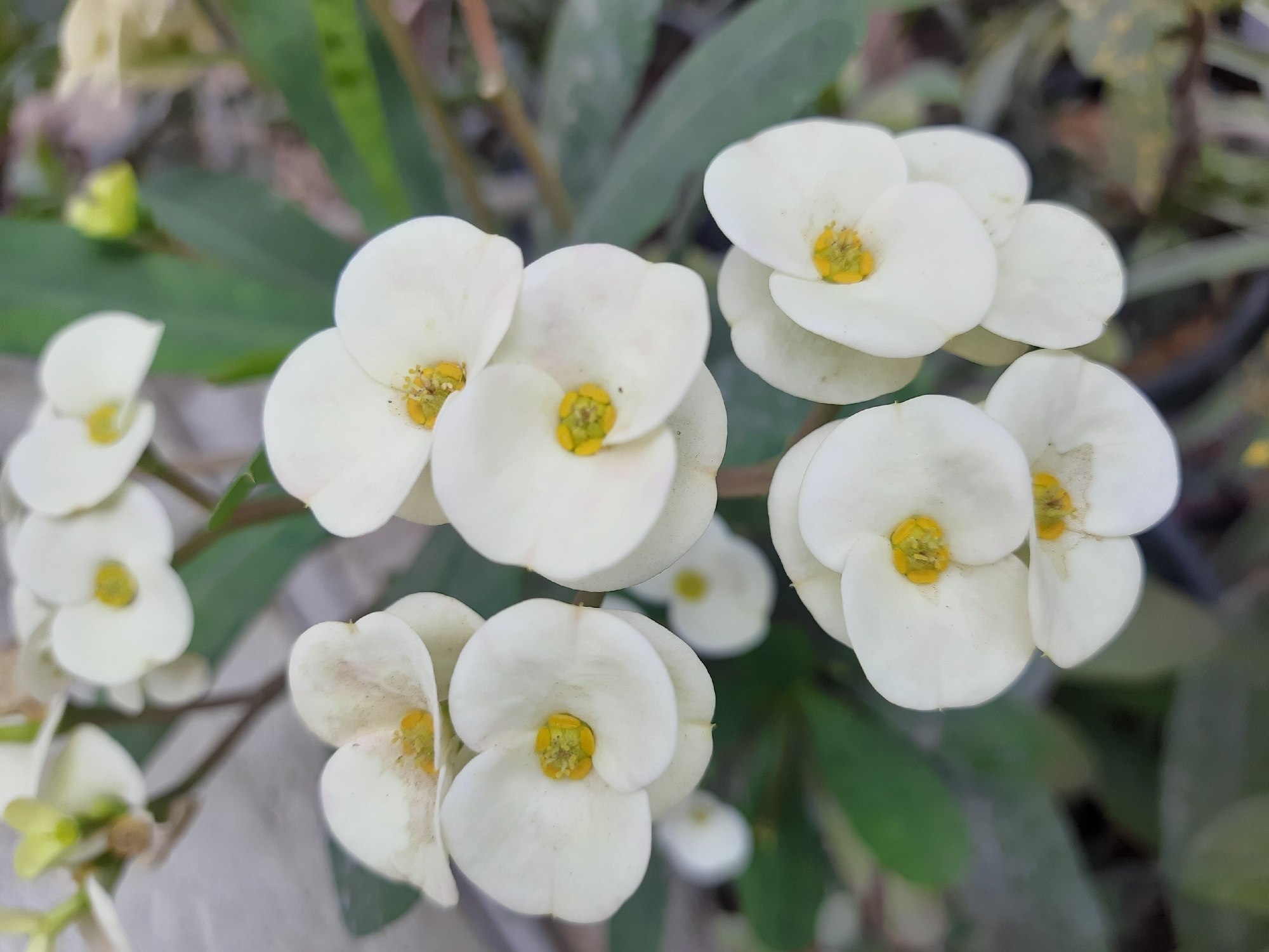 Cairo resident photographs white daisies in garden setting