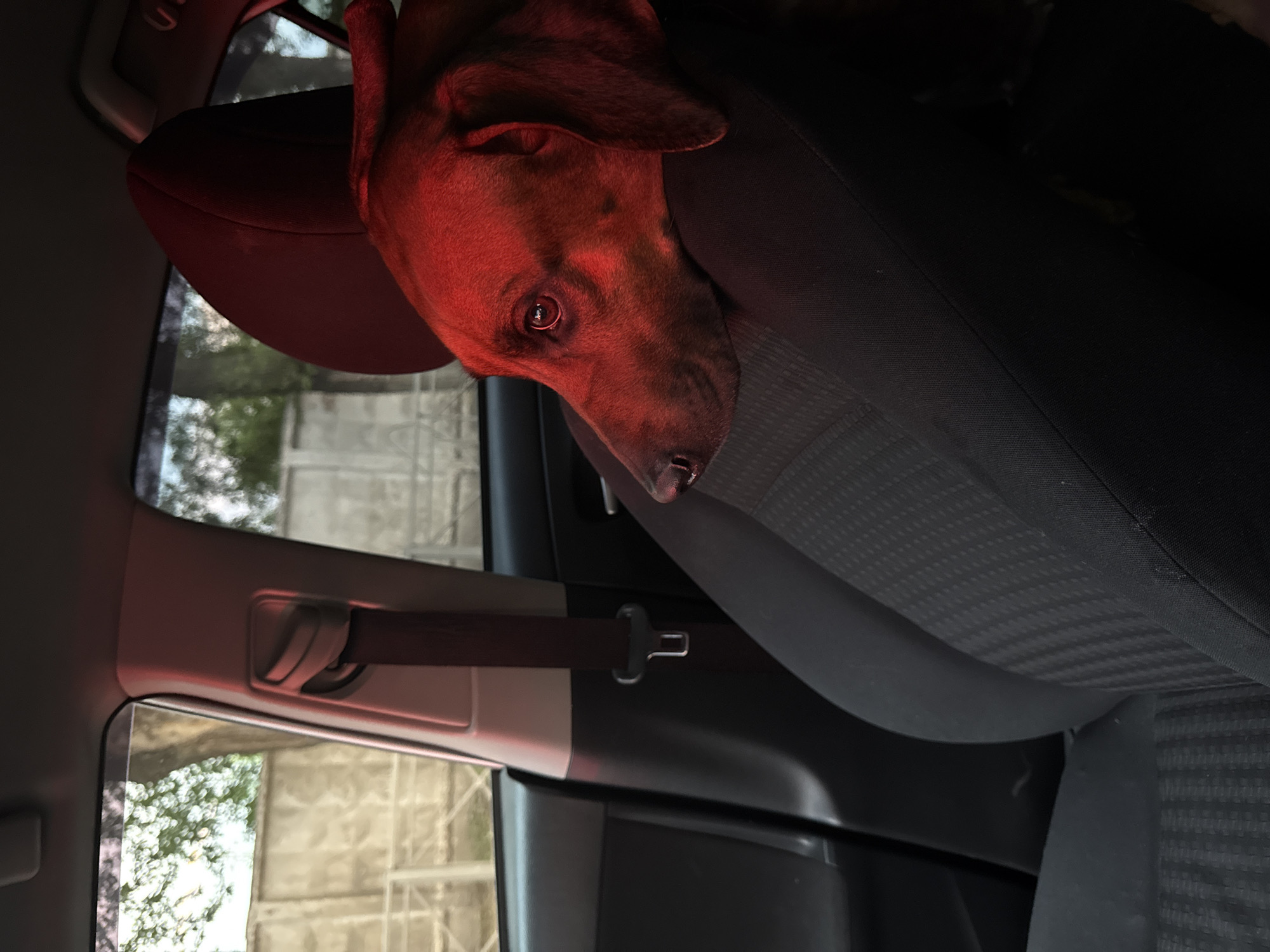 Dachshund rests in parked car in Nizhny Novgorod