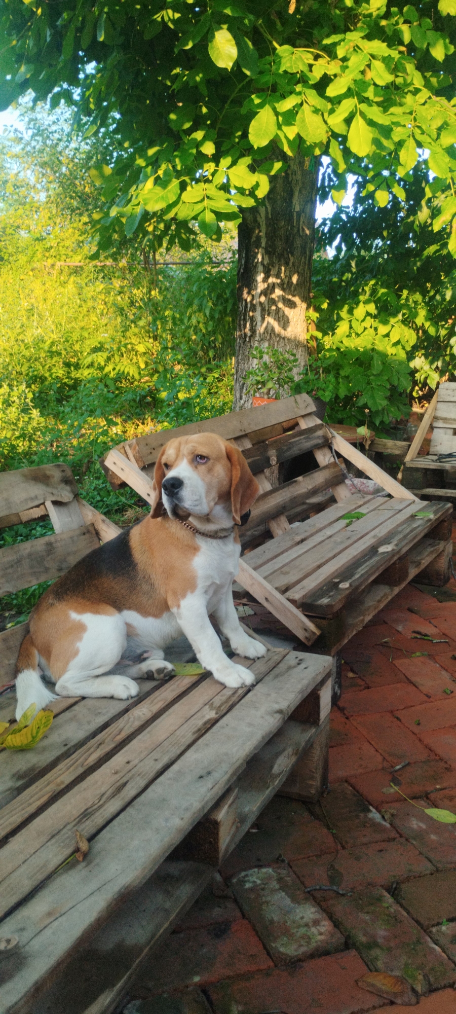 Beagle and backyard life in rural Yaroslavskaya, Russia