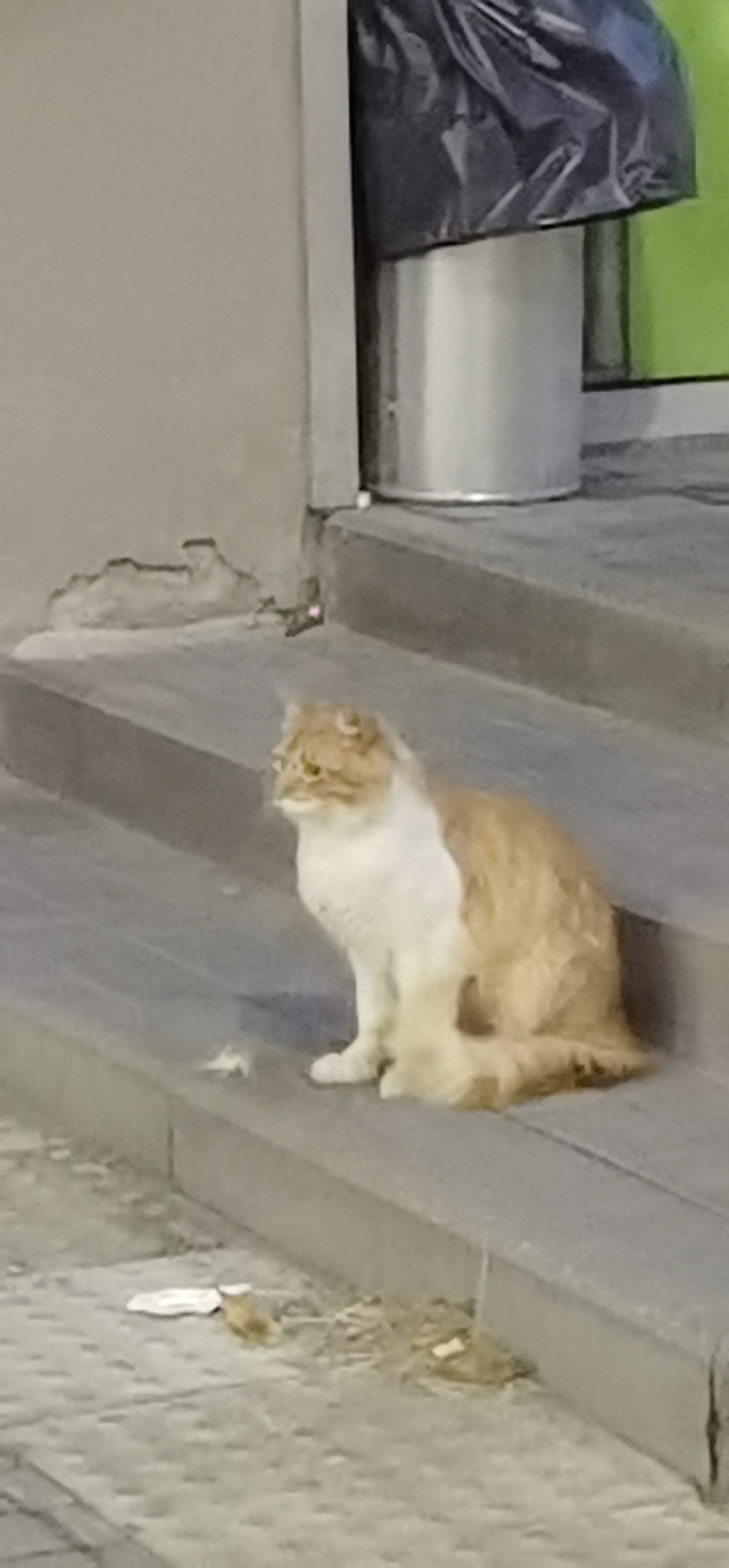 Cats and curiosities outside Princess Plaza, Homyel