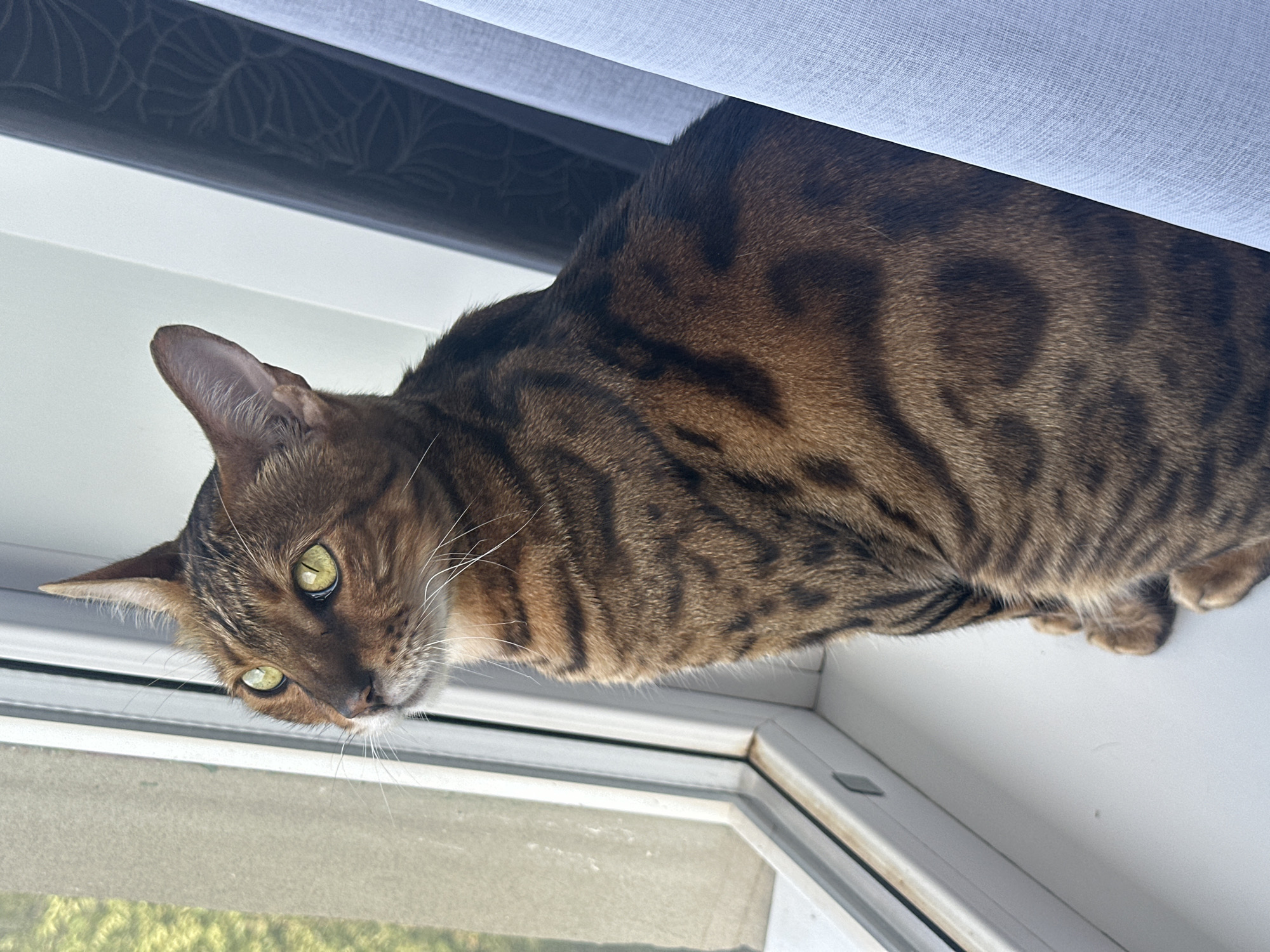 Bengal cats at a window, watching the city go by