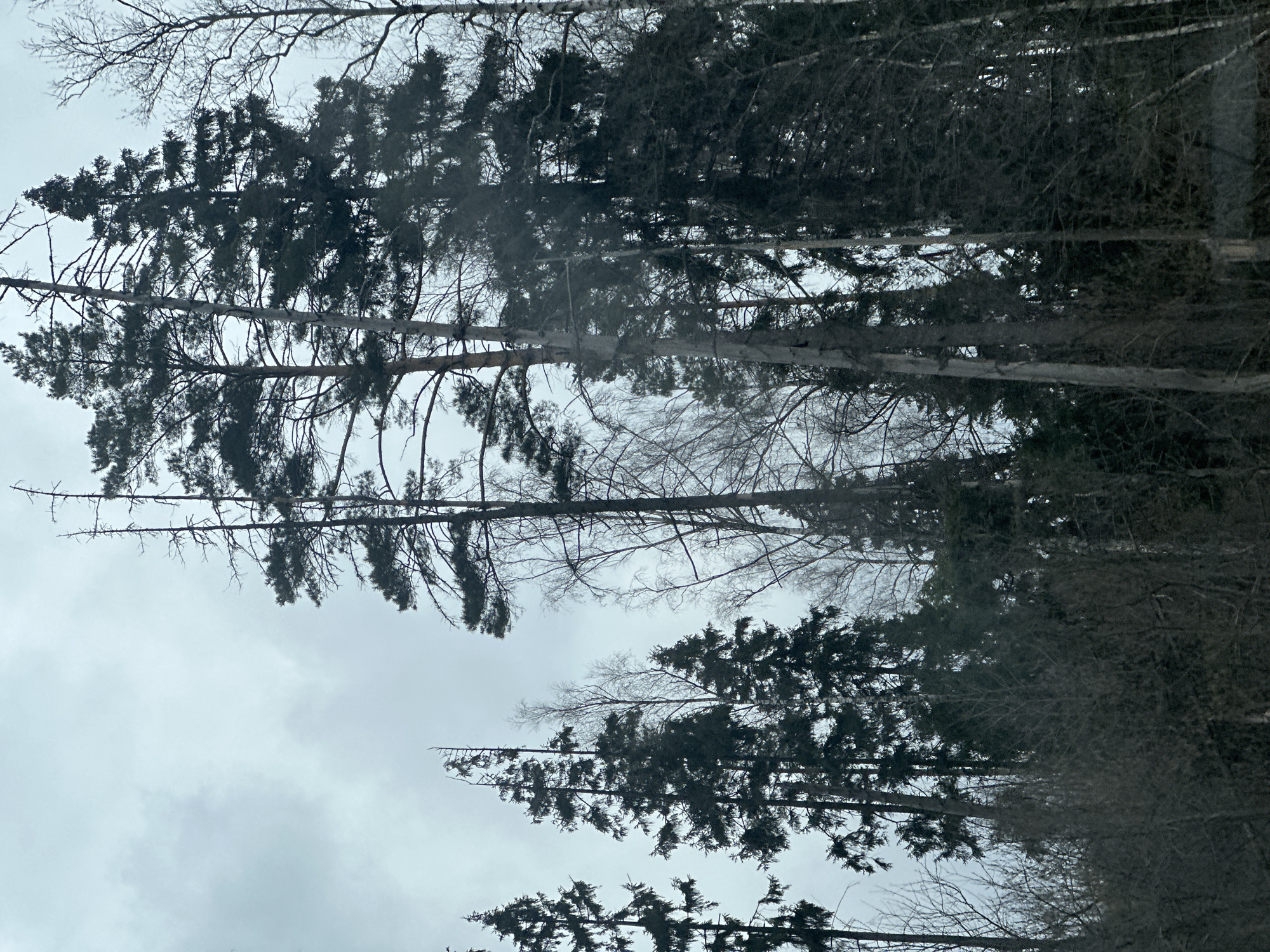 Overcast morning conditions observed in Velednikovo, Russia