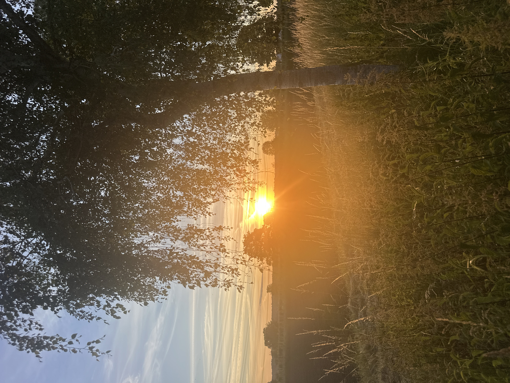 Golden sunset through a drooping tree over a Hürth field