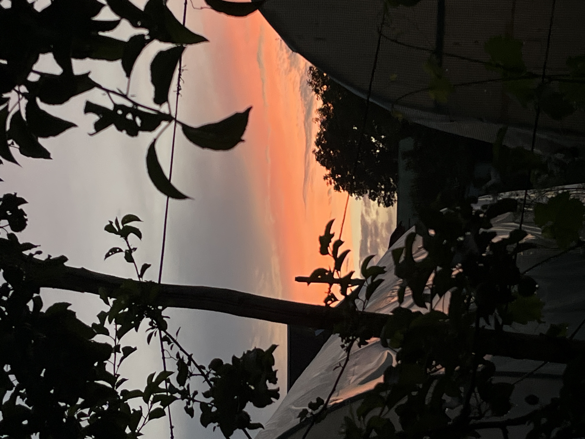 Twilight sky through silhouetted branches and foliage