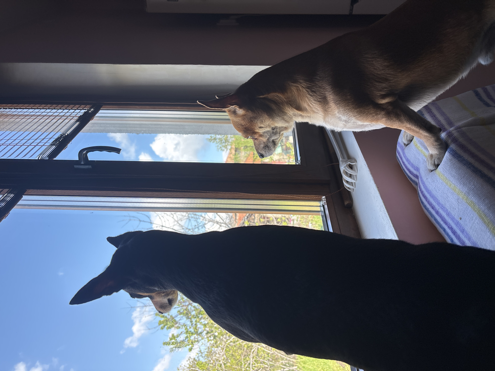Small dogs spotted at windows, in arms in Kuklen