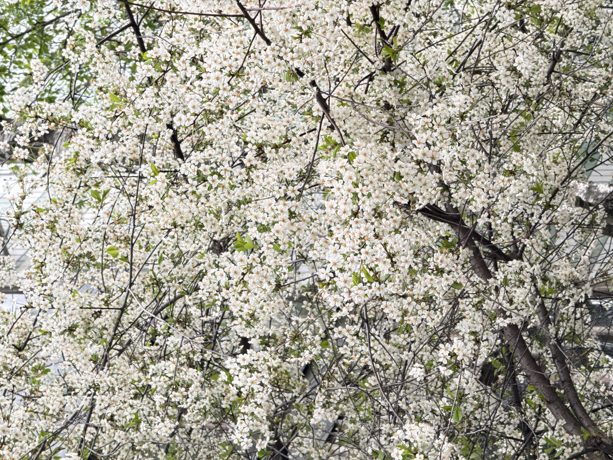 Moscow resident documents spring blooms, retro gaming moments