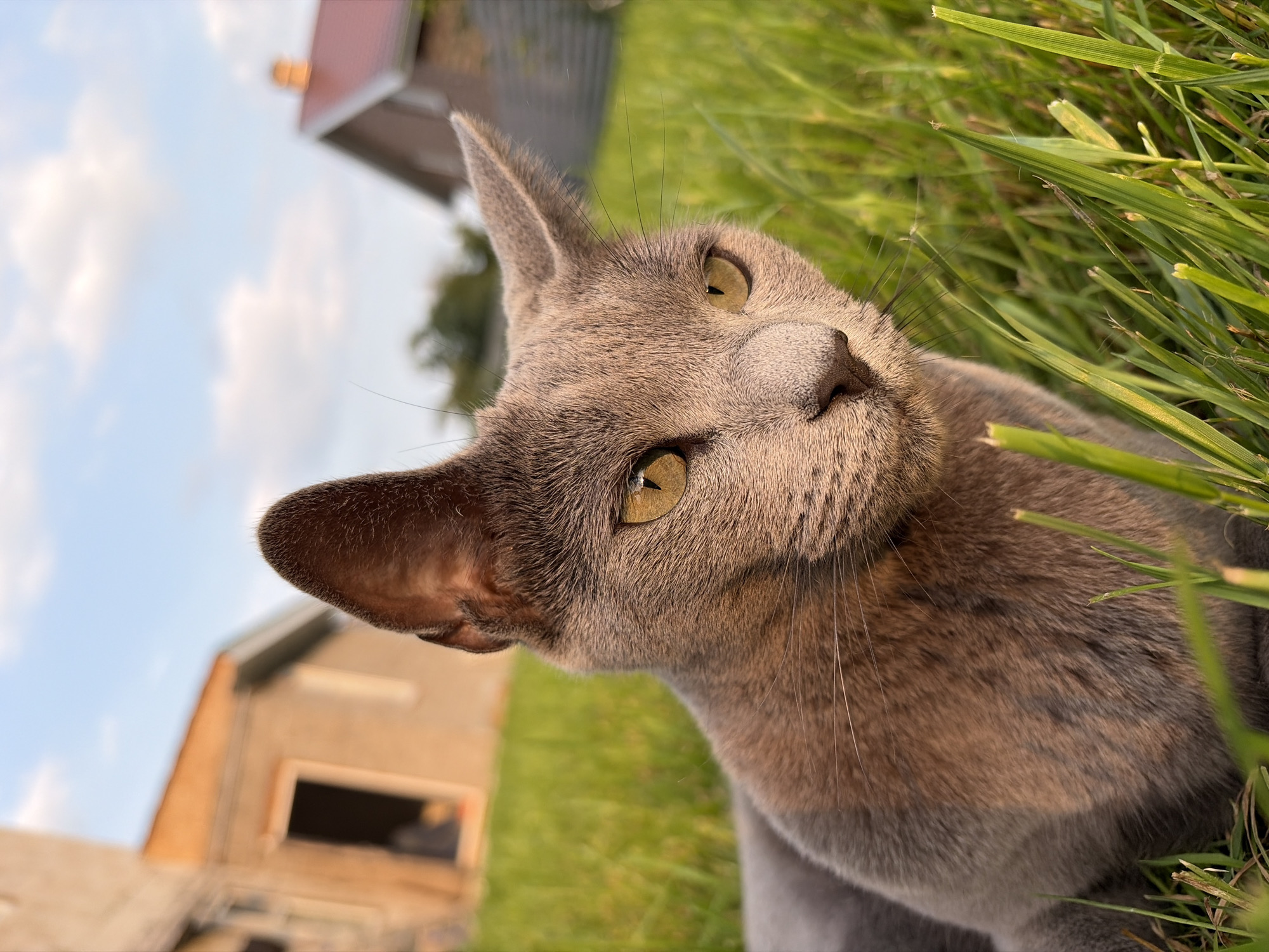 Russian Blue cat hanging out in a Kazan yard