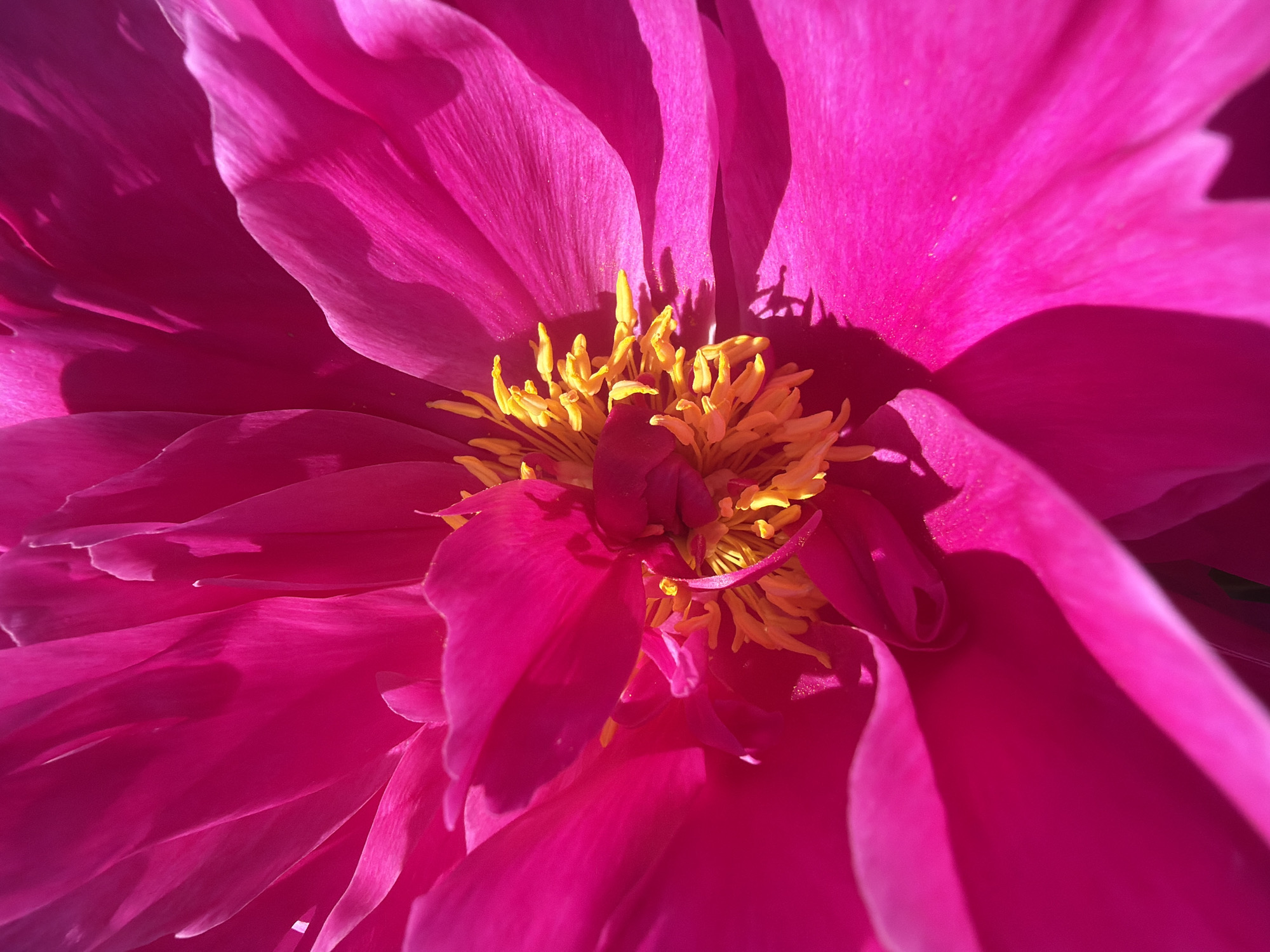 Pink peonies and garden foliage in a Russian dacha plot