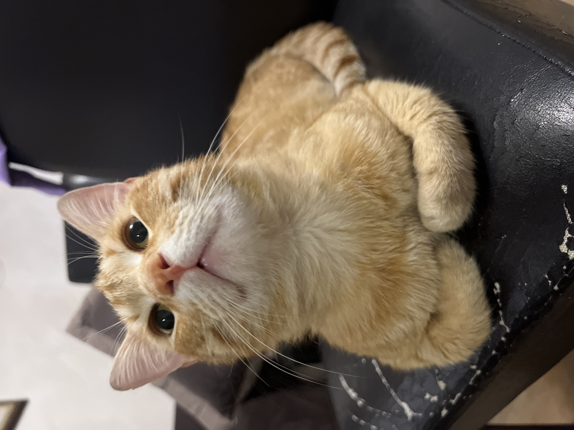 Orange tabby cat spotted relaxing on chair in Podgorica