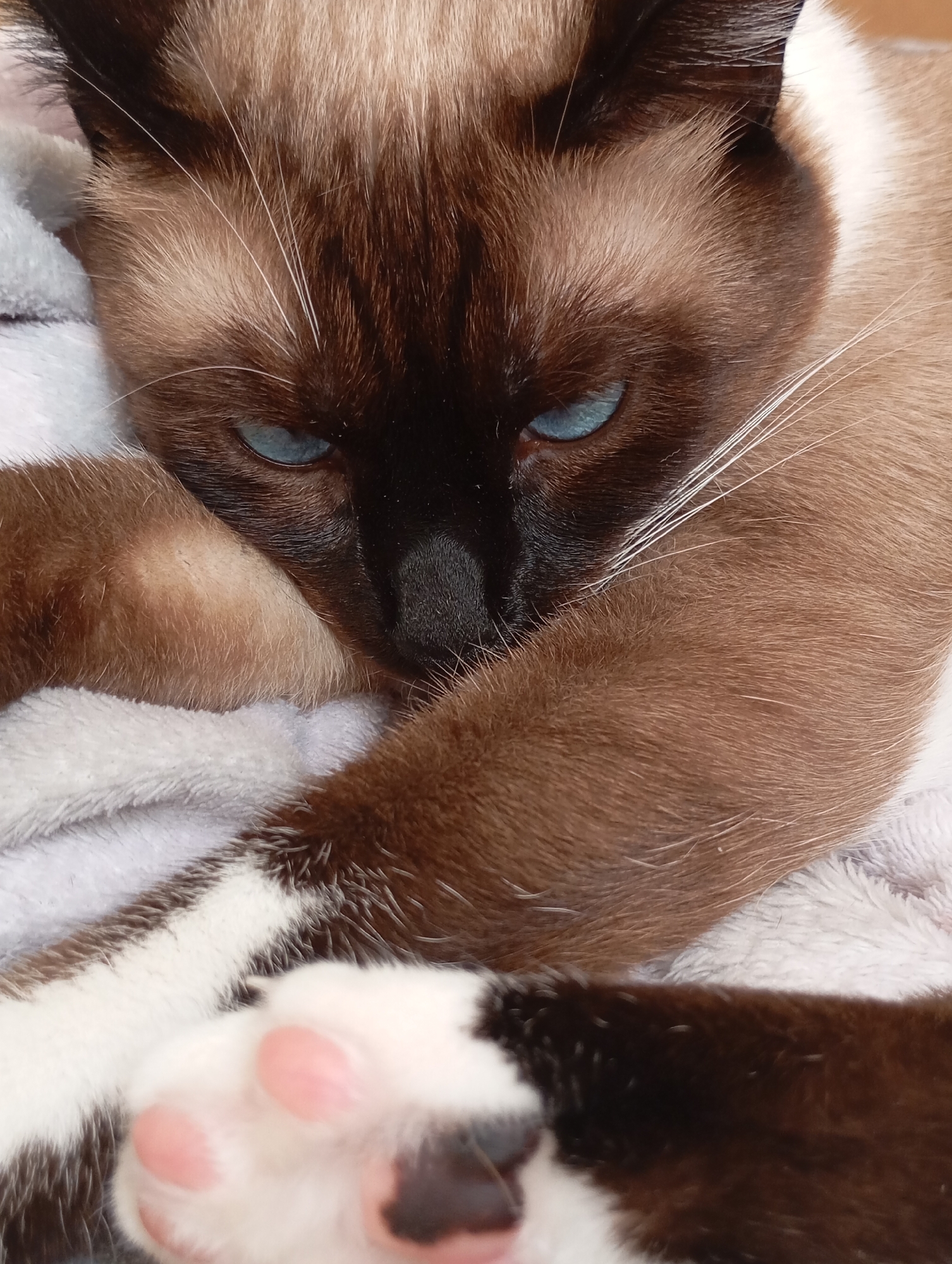 Siamese cat napping on blankets at home in Batumi