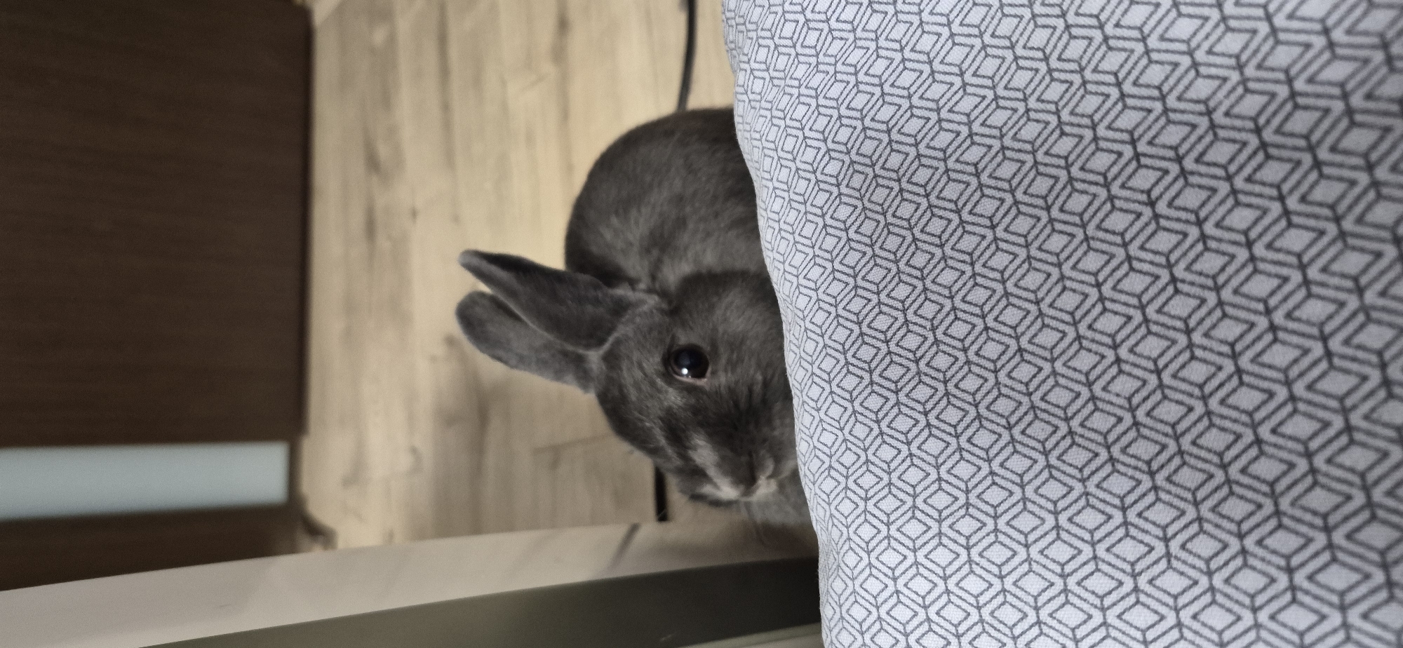 Gray rabbit at home in Ussurijsk, caught from every angle