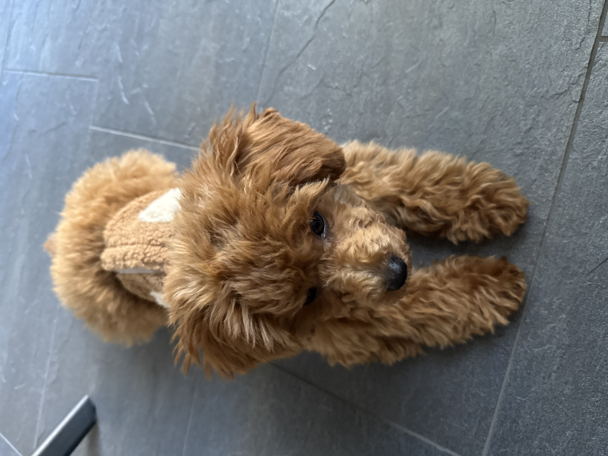Poodle in tan sweater performs tricks in Dutch kitchen