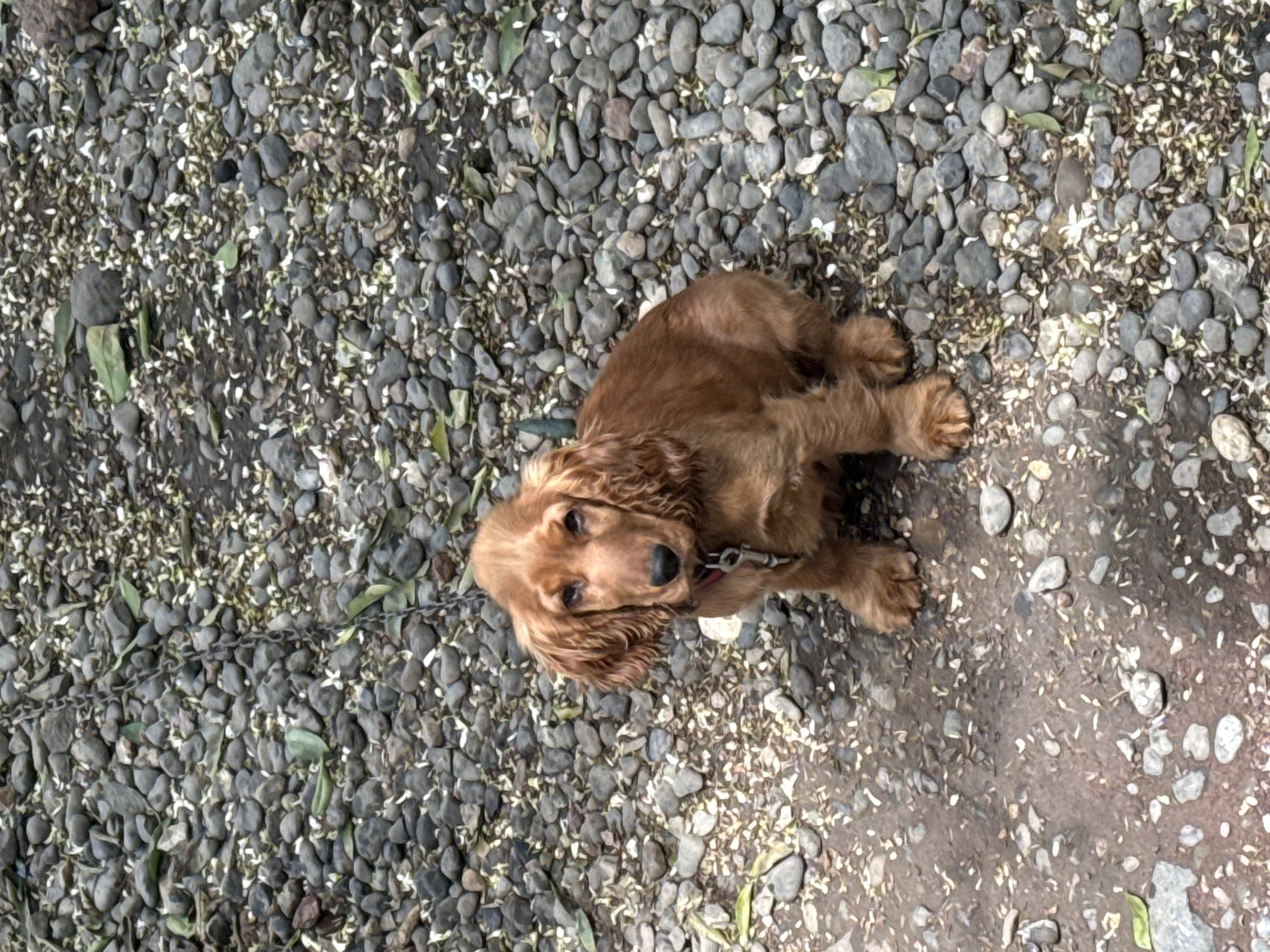 Morning moments documented in Poti: dog outdoors, indoor scene