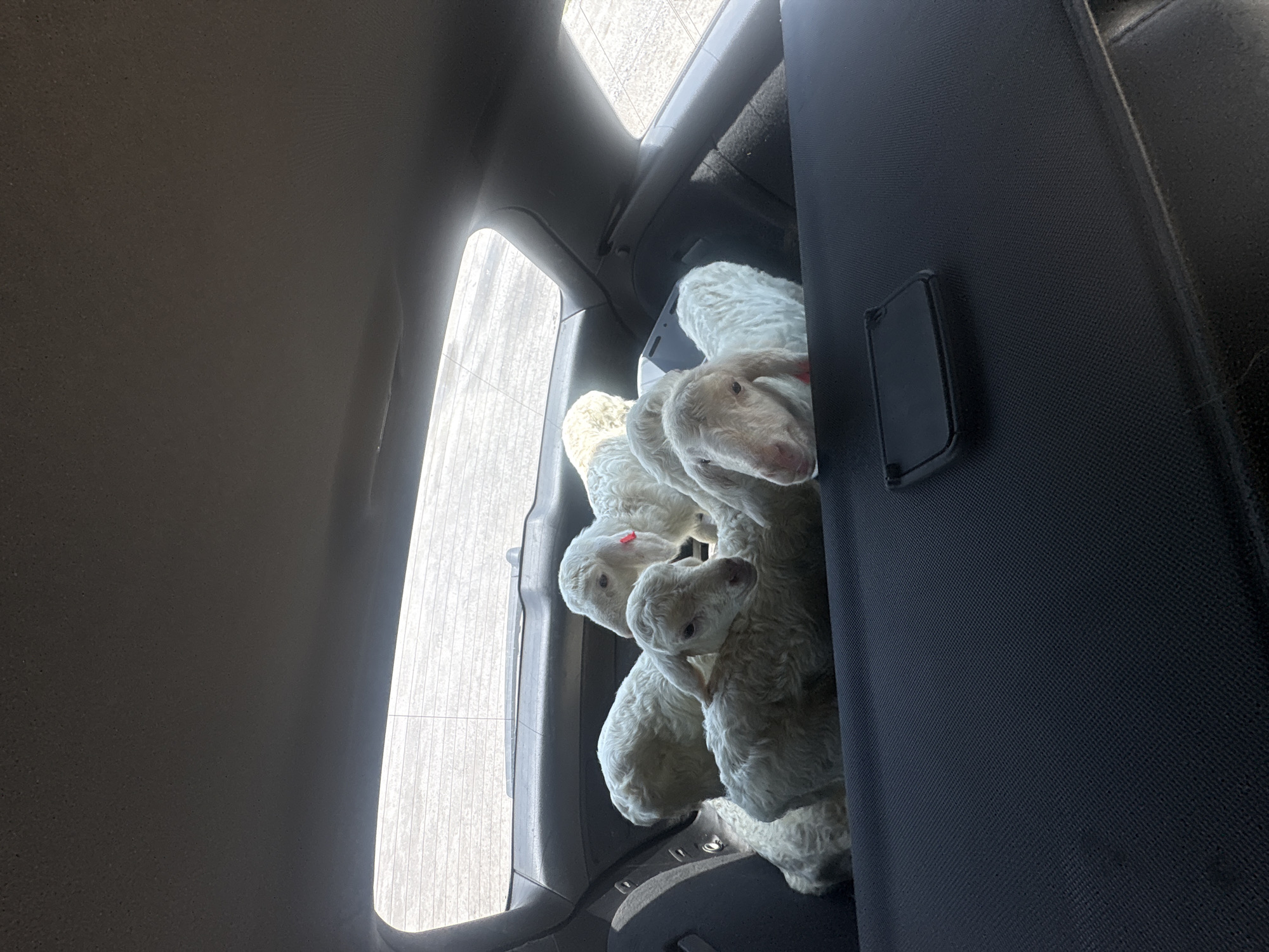 White lambs transported in vehicle cargo area in Bulgaria