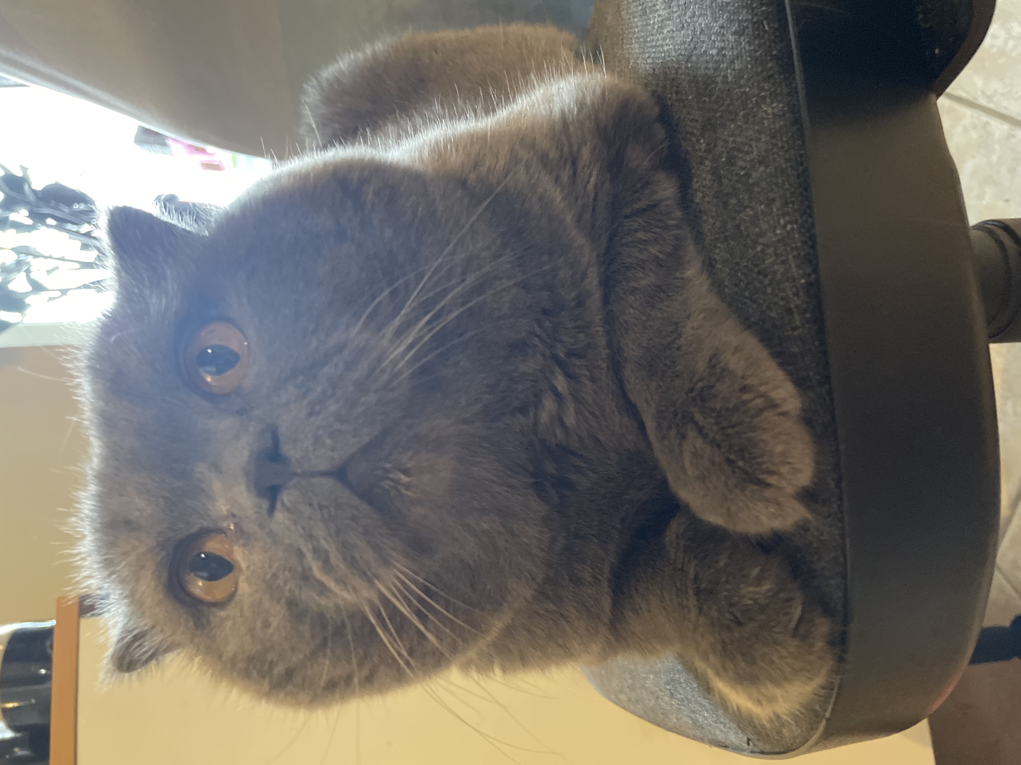 Morning routine: grey cat watches breakfast of cottage cheese, blueberries